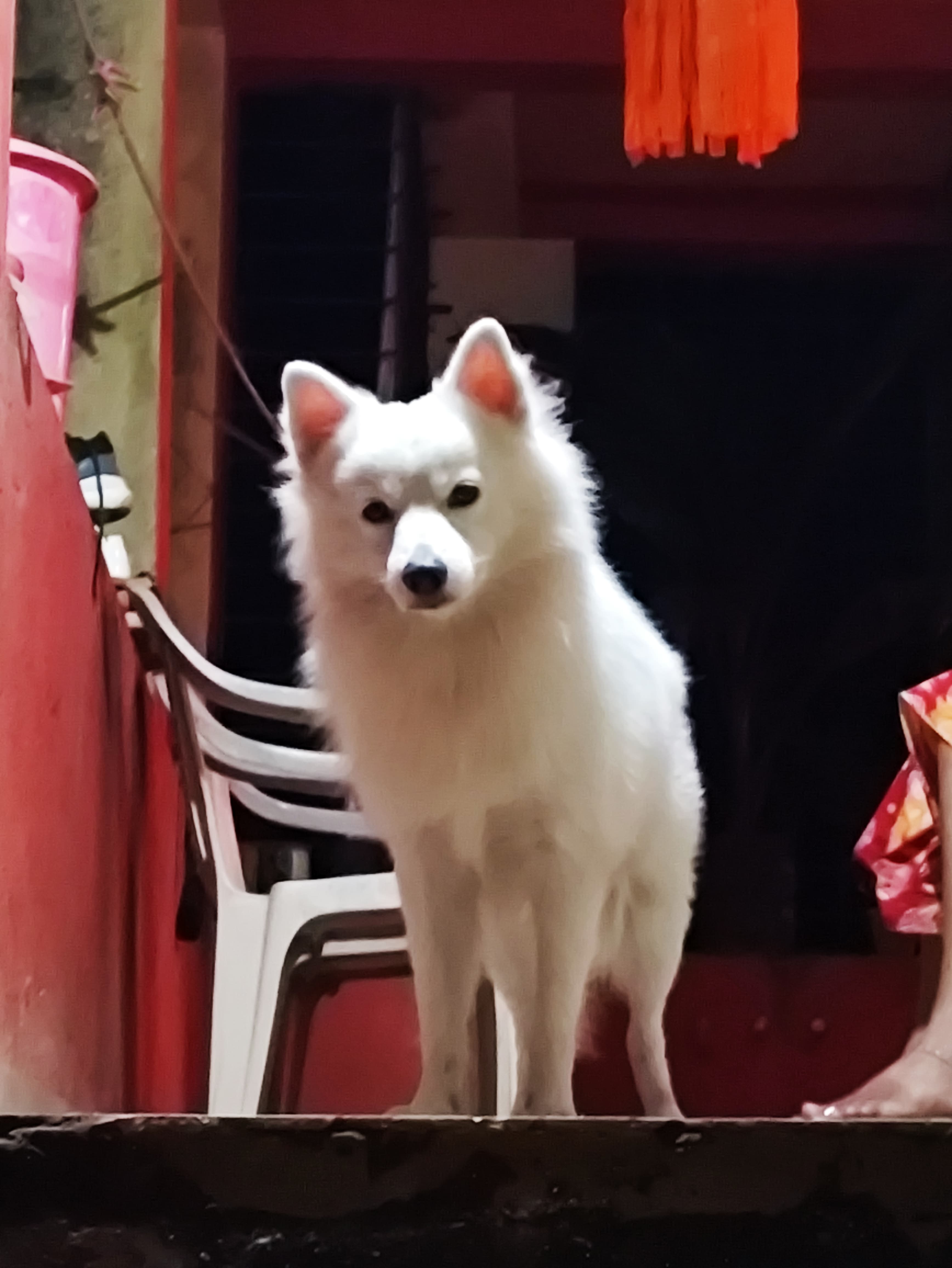 Pom services - Verified pet service provider in Mumbai