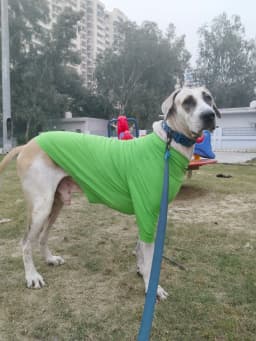 Tapan Bera Walking Services