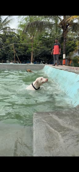 Wags and Wonders Pet Boarding