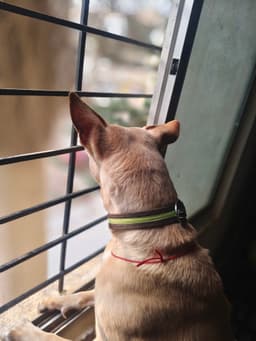 Pet Walker