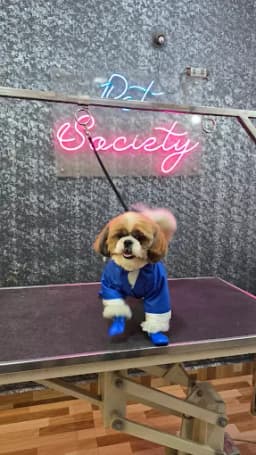Pet Society - Pet grooming spa | Pet store