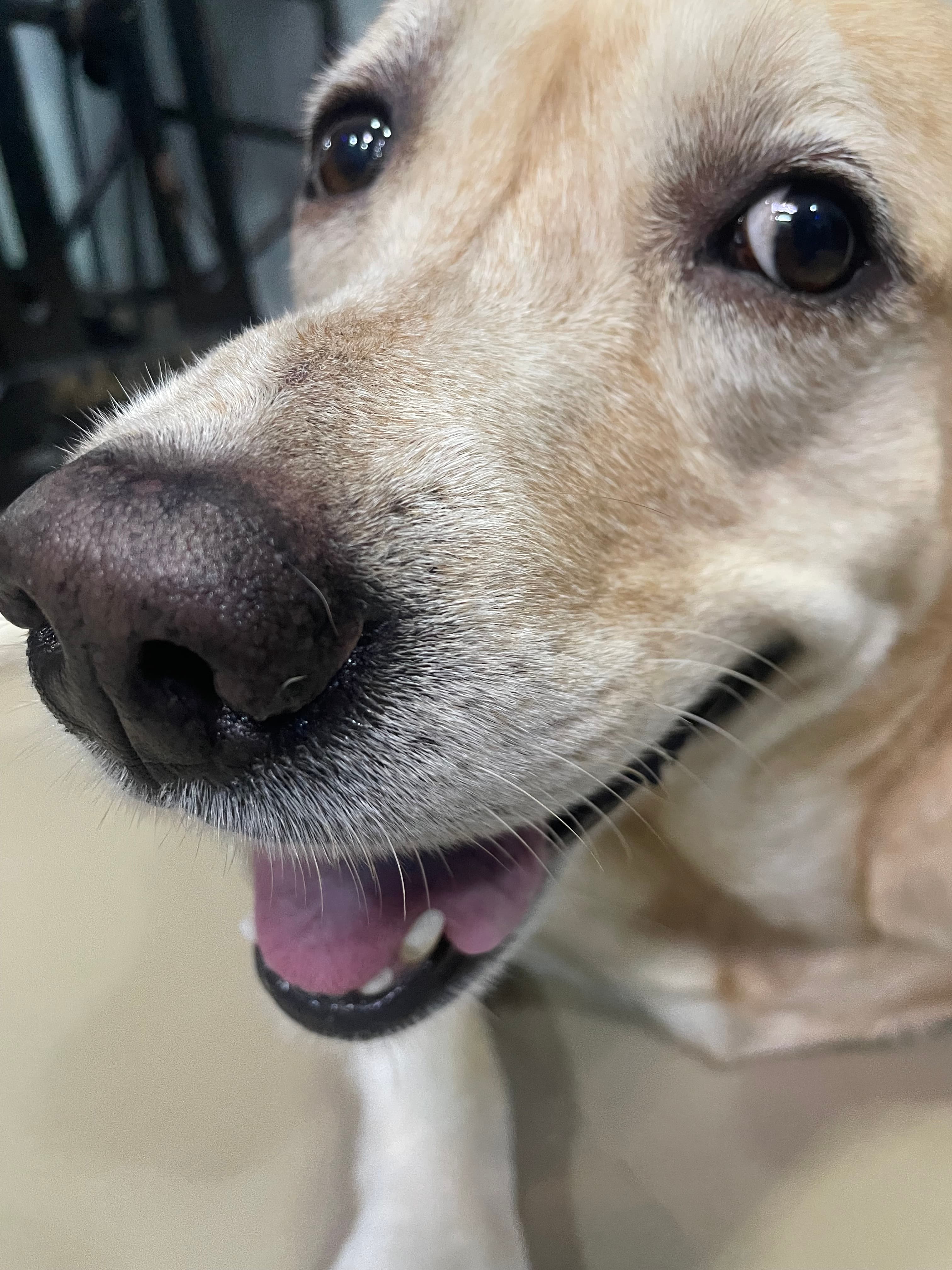 Arti Ramlot Yadav - Verified pet service provider in Pune