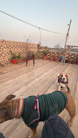 Pet Boarding Services