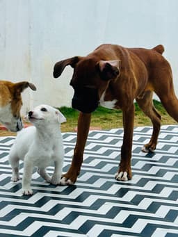 Star Pups Pet Boarding