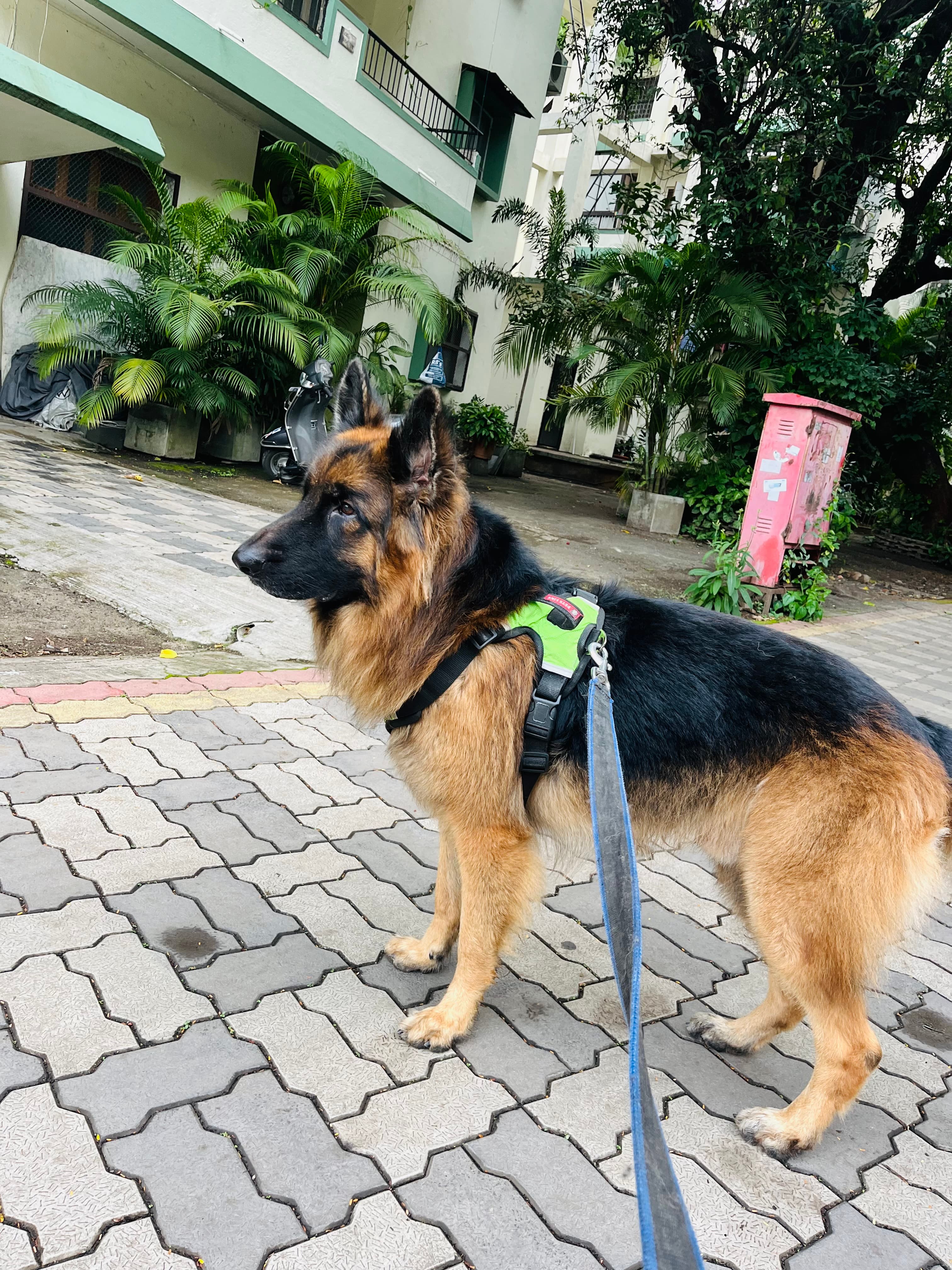 dog_walker photo 3 at KK DOG WALKING &GROOMING SERVICE, pune
