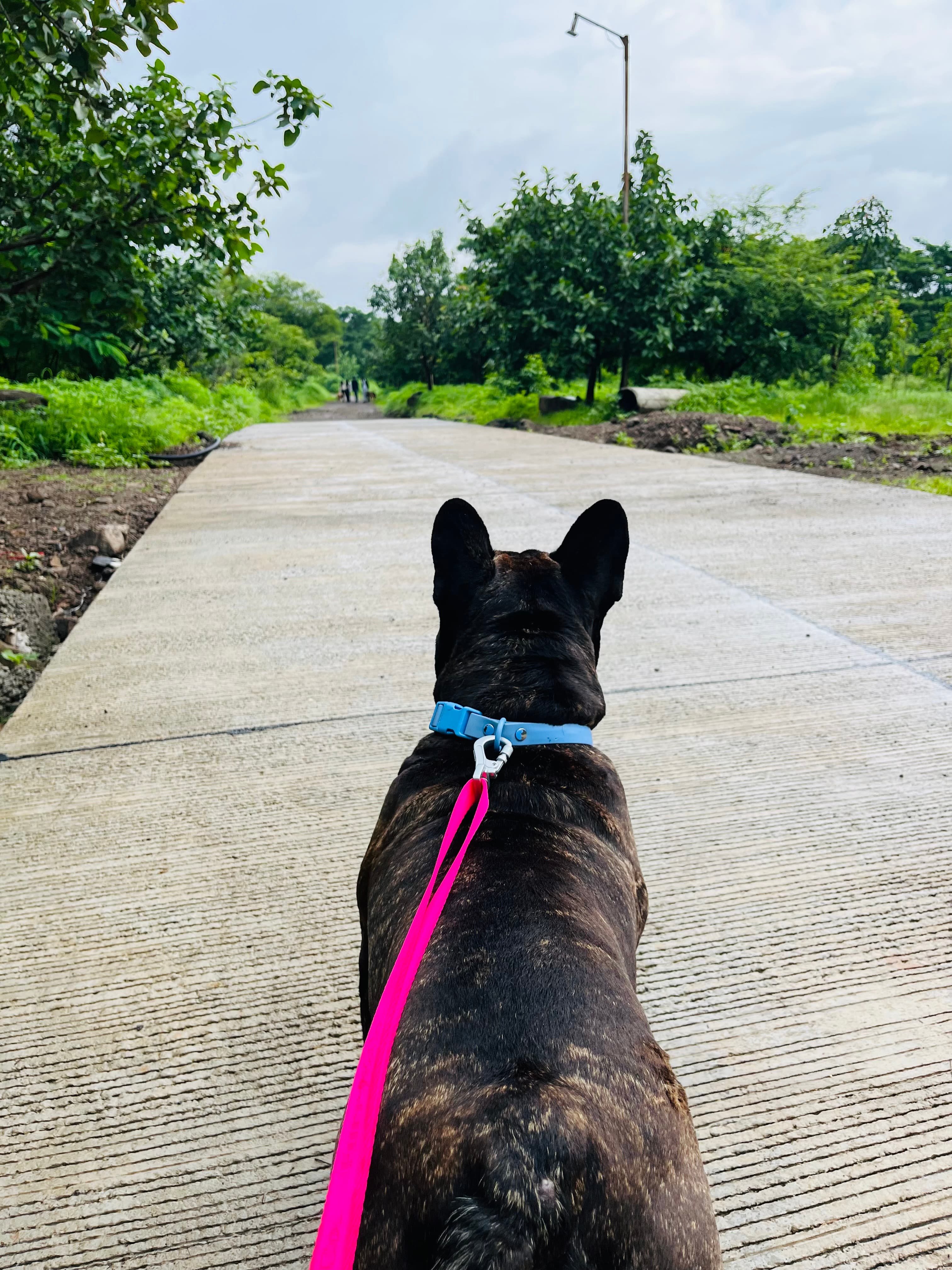 KK DOG WALKING &GROOMING SERVICE - Verified pet service provider in Pune