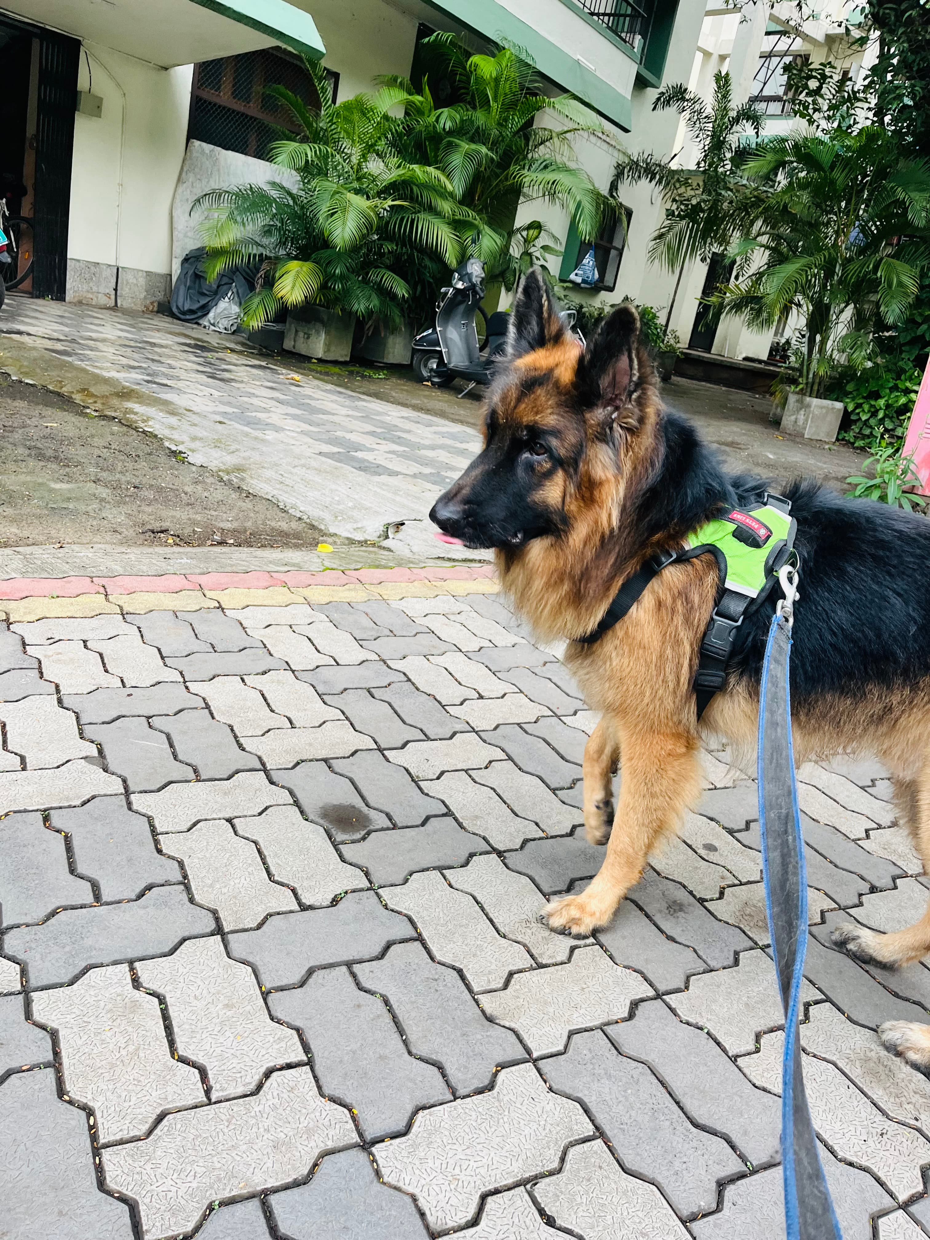 dog_walker photo 2 at KK DOG WALKING &GROOMING SERVICE, pune