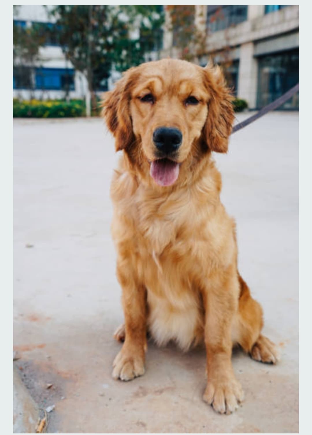 dog_walker at Dog Walking, Bengaluru