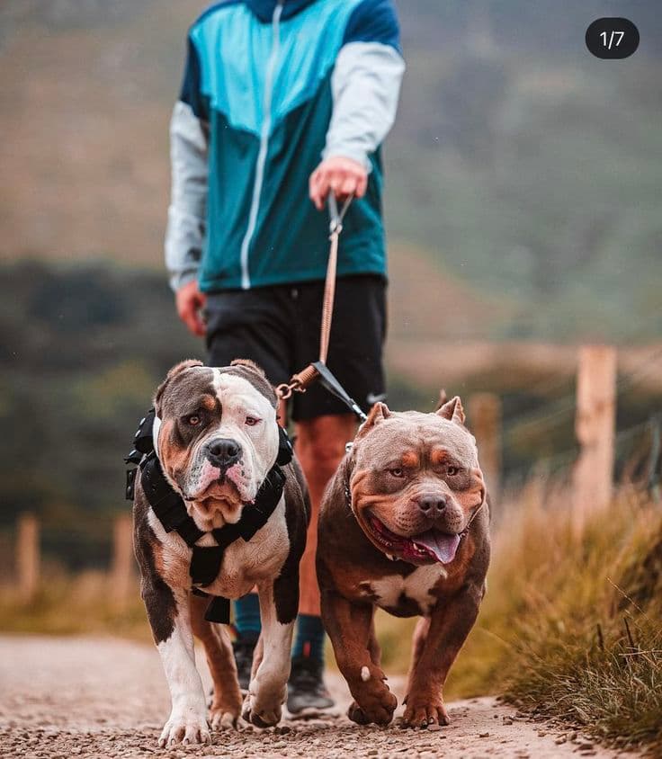 Arjun Singh - Verified pet service provider in Bengaluru