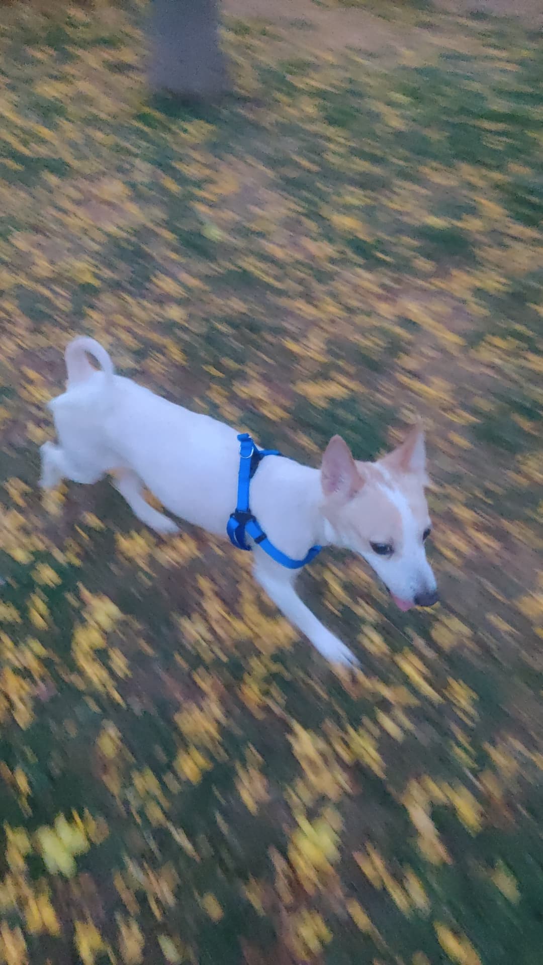 Rénao Pets - Verified pet service provider in Delhi/NCR