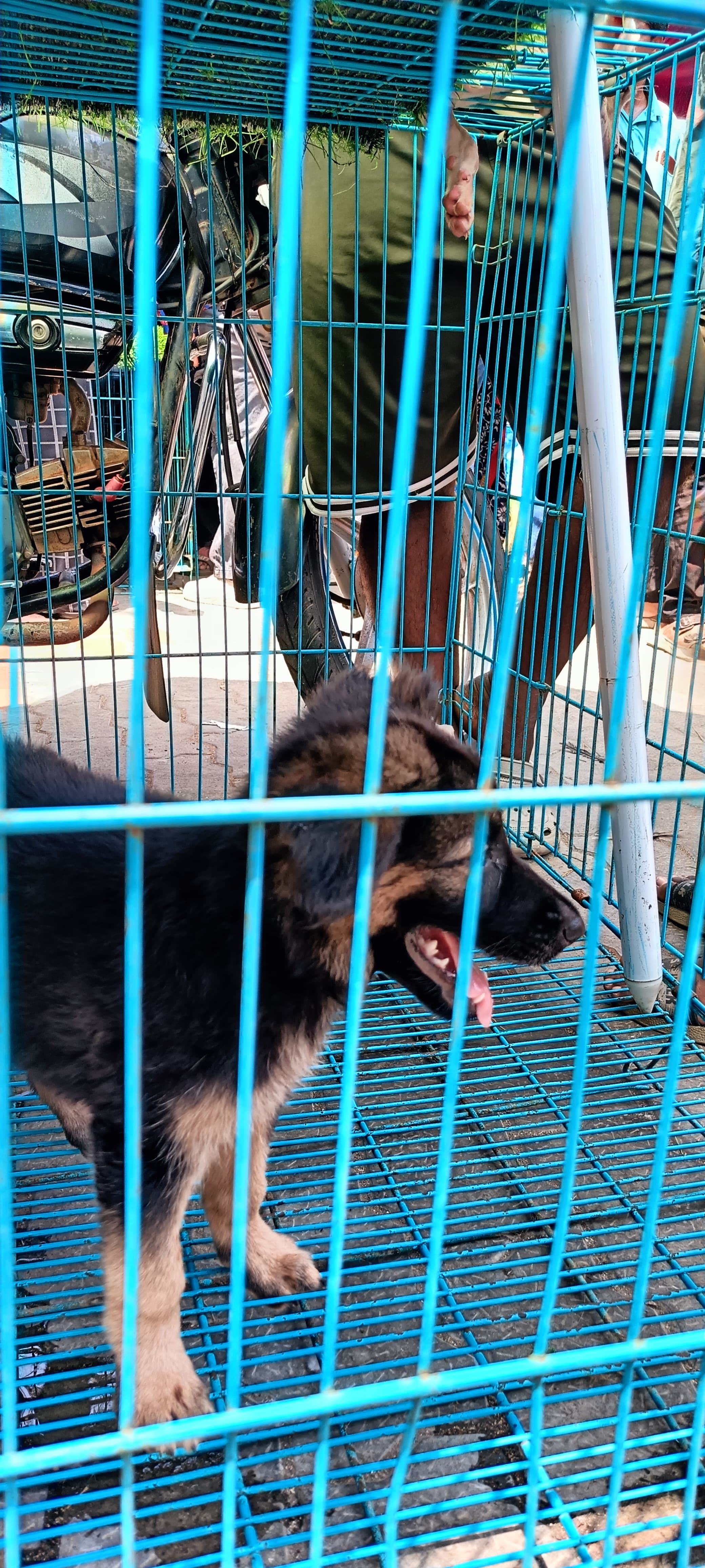 dog_walker at Doggy walker, Chennai