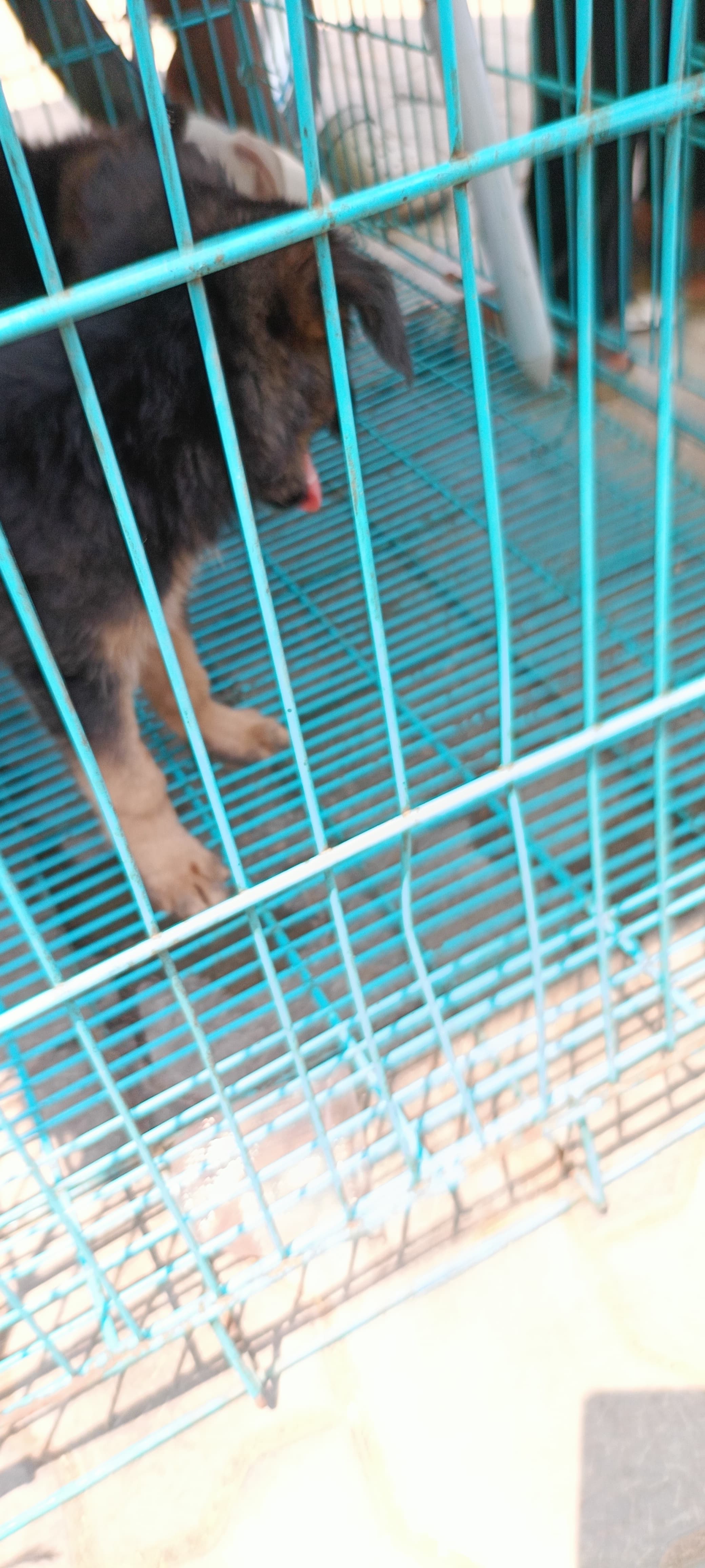 dog_walker at Doggy walker, Chennai