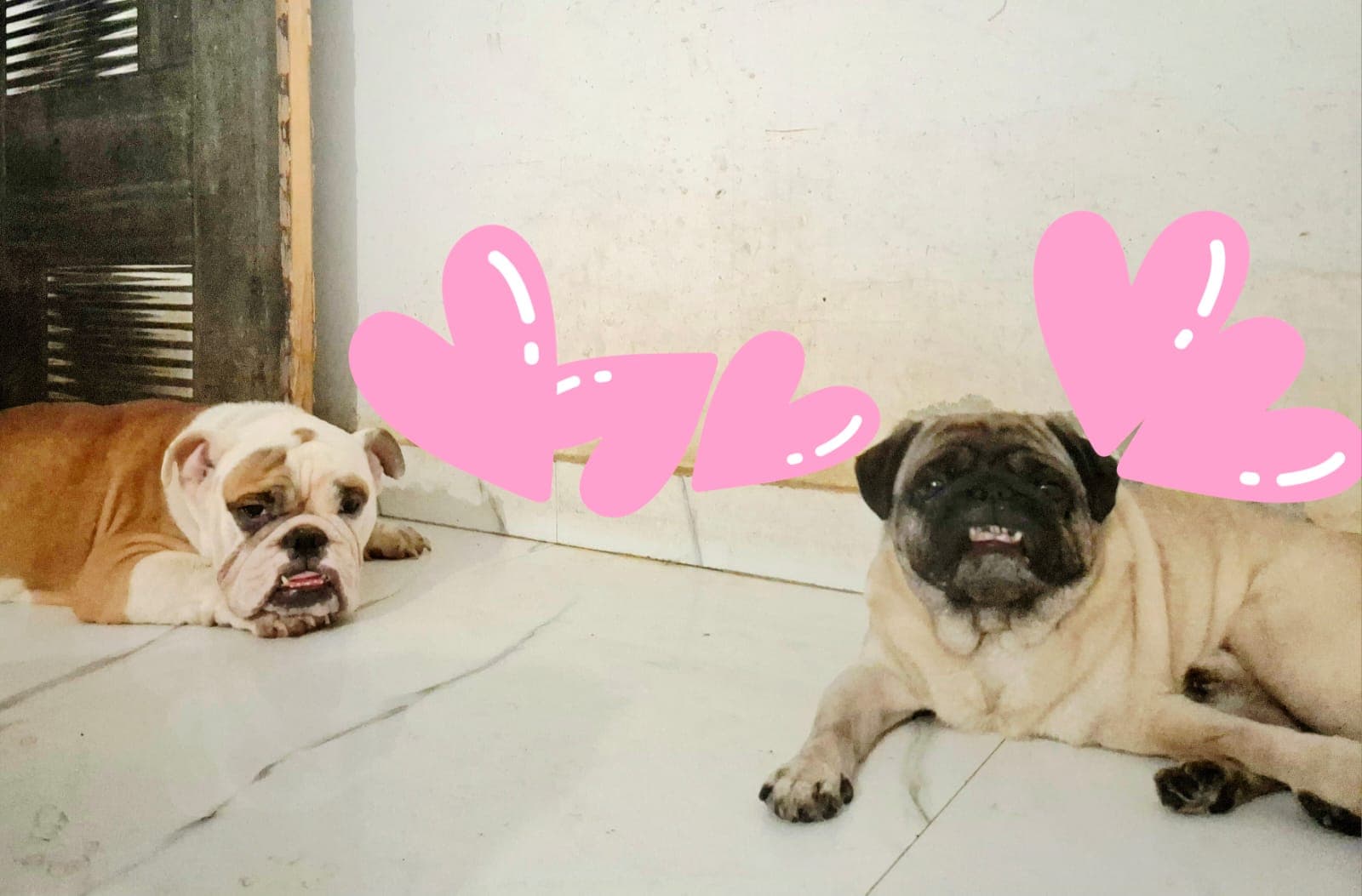 Dr K Tiwari Pet Boarding House