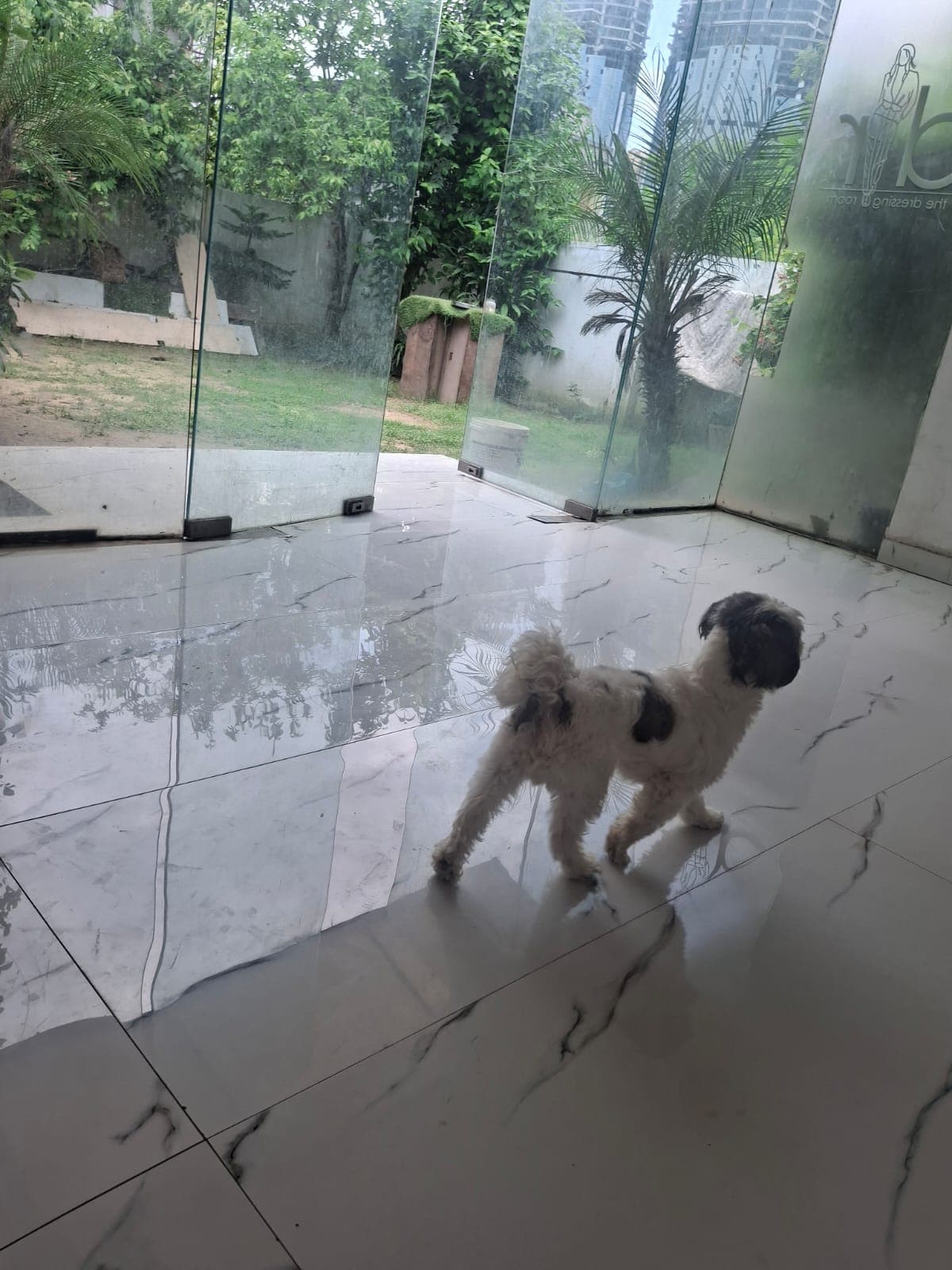 pet_boarder at Dr K Tiwari Pet Boarding House, Noida