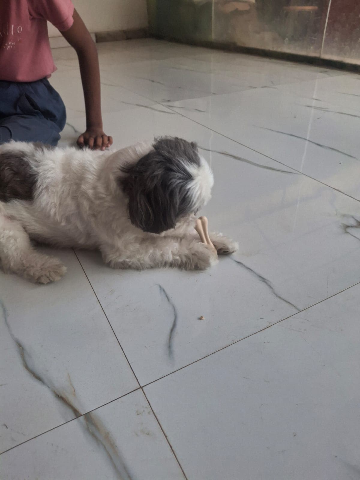 pet_boarder at Dr K Tiwari Pet Boarding House, Noida