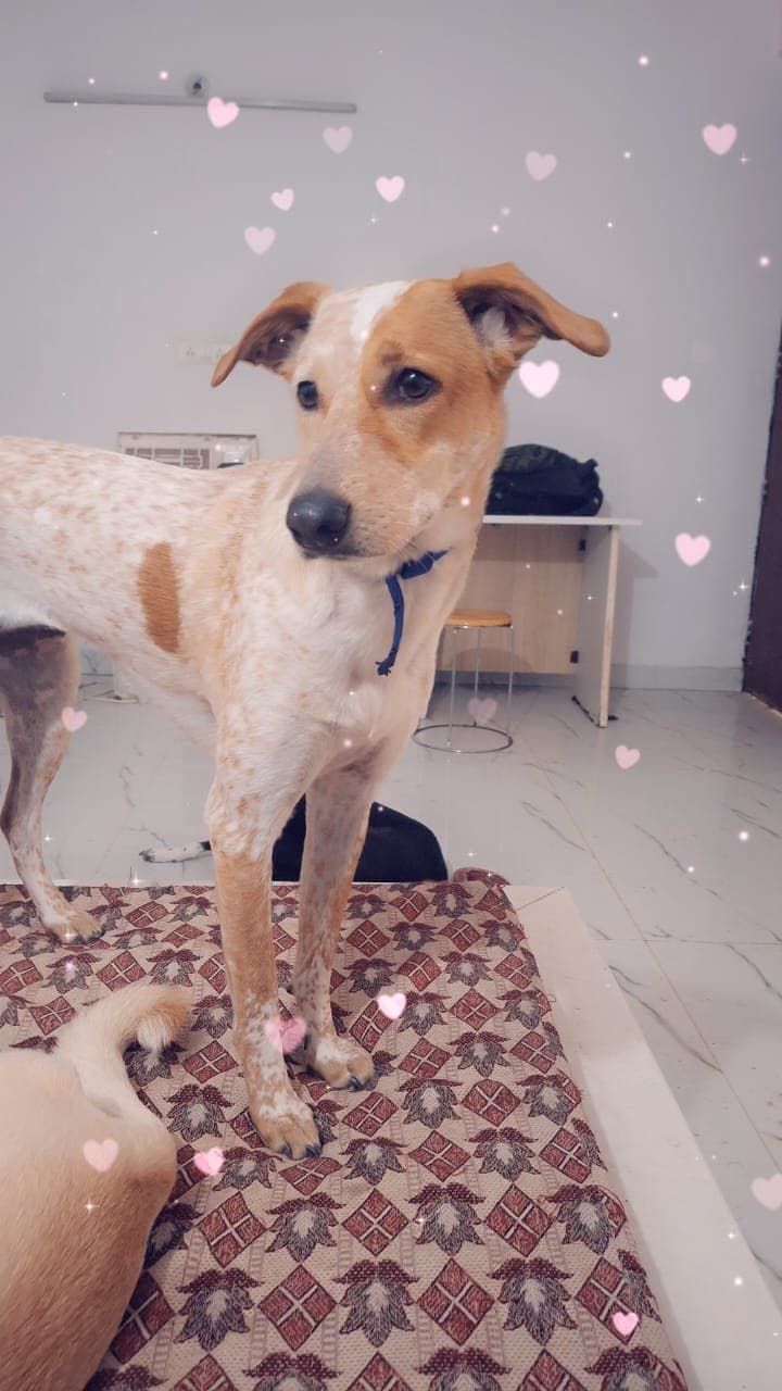 pet_boarder at Dr K Tiwari Pet Boarding House, Noida