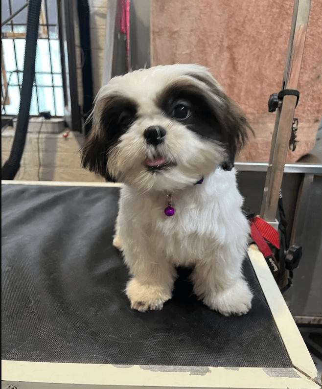 pet_groomer at Pappy Paws Grooming And Boarding, Noida