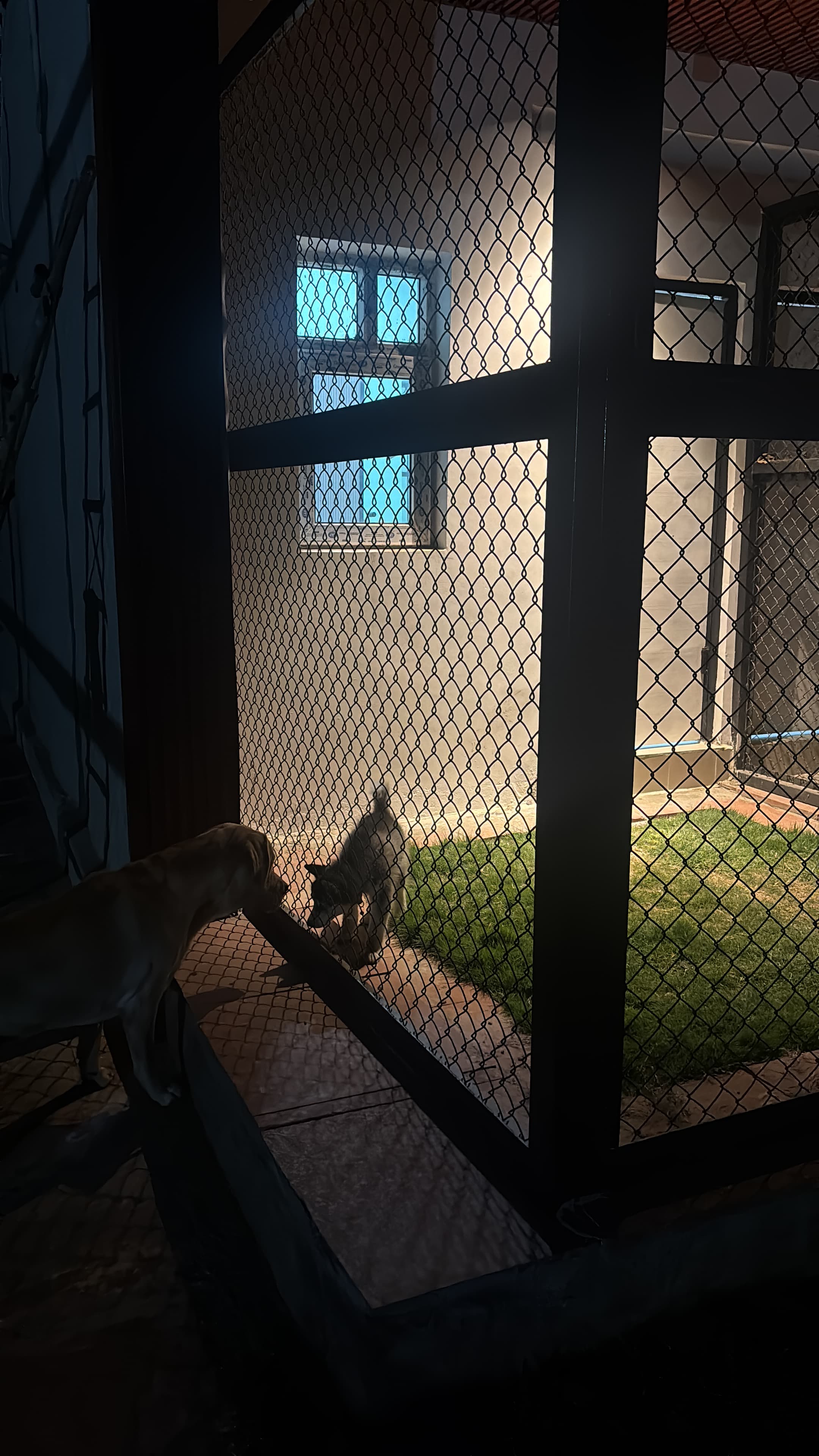 pet_boarder at Tails Of Two Cities, Noida