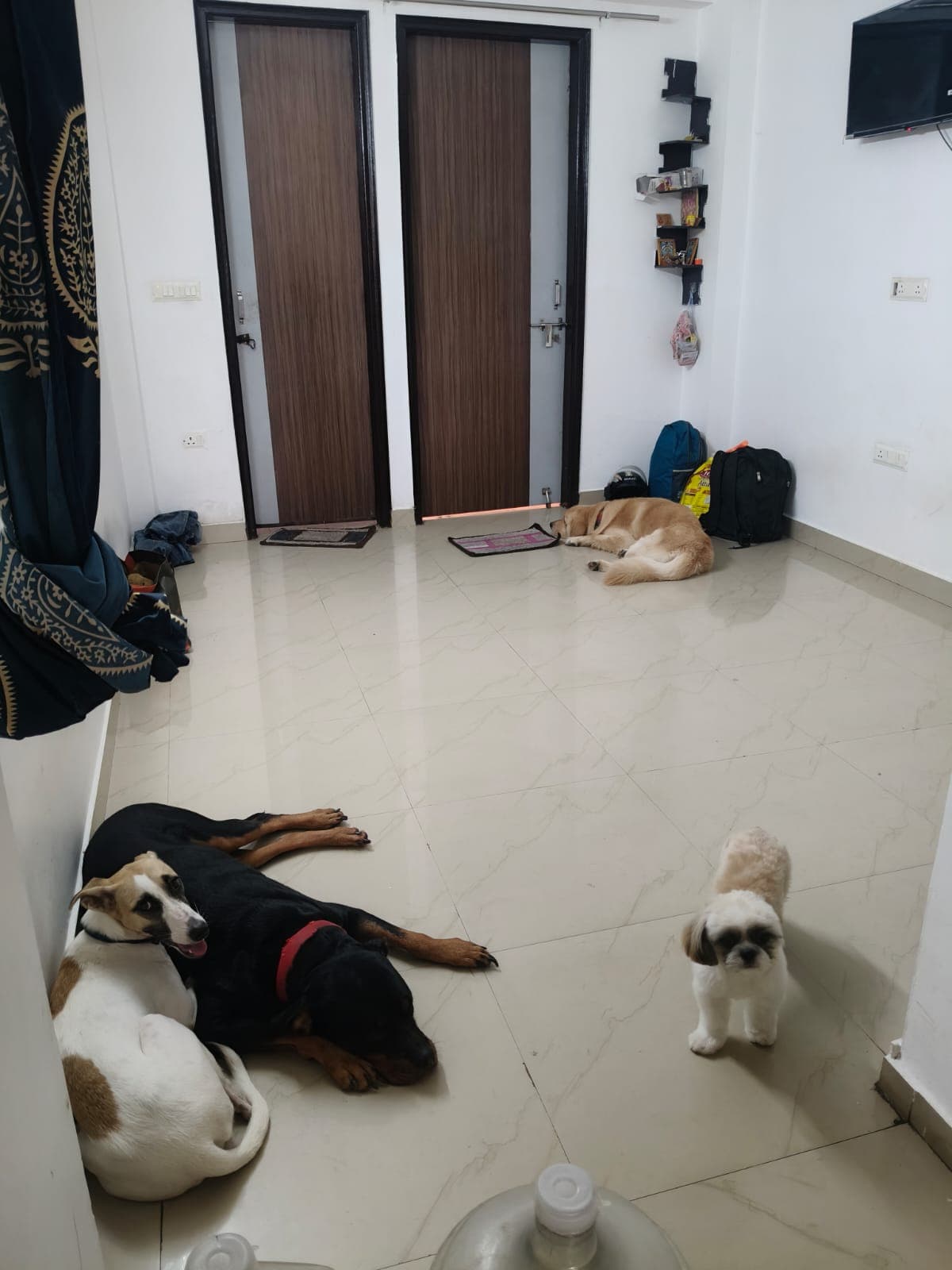 THE PET RETREAT - Verified pet service provider in Delhi/NCR