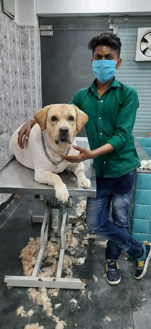 pet_groomer photo 4 at THE PET RETREAT, Delhi