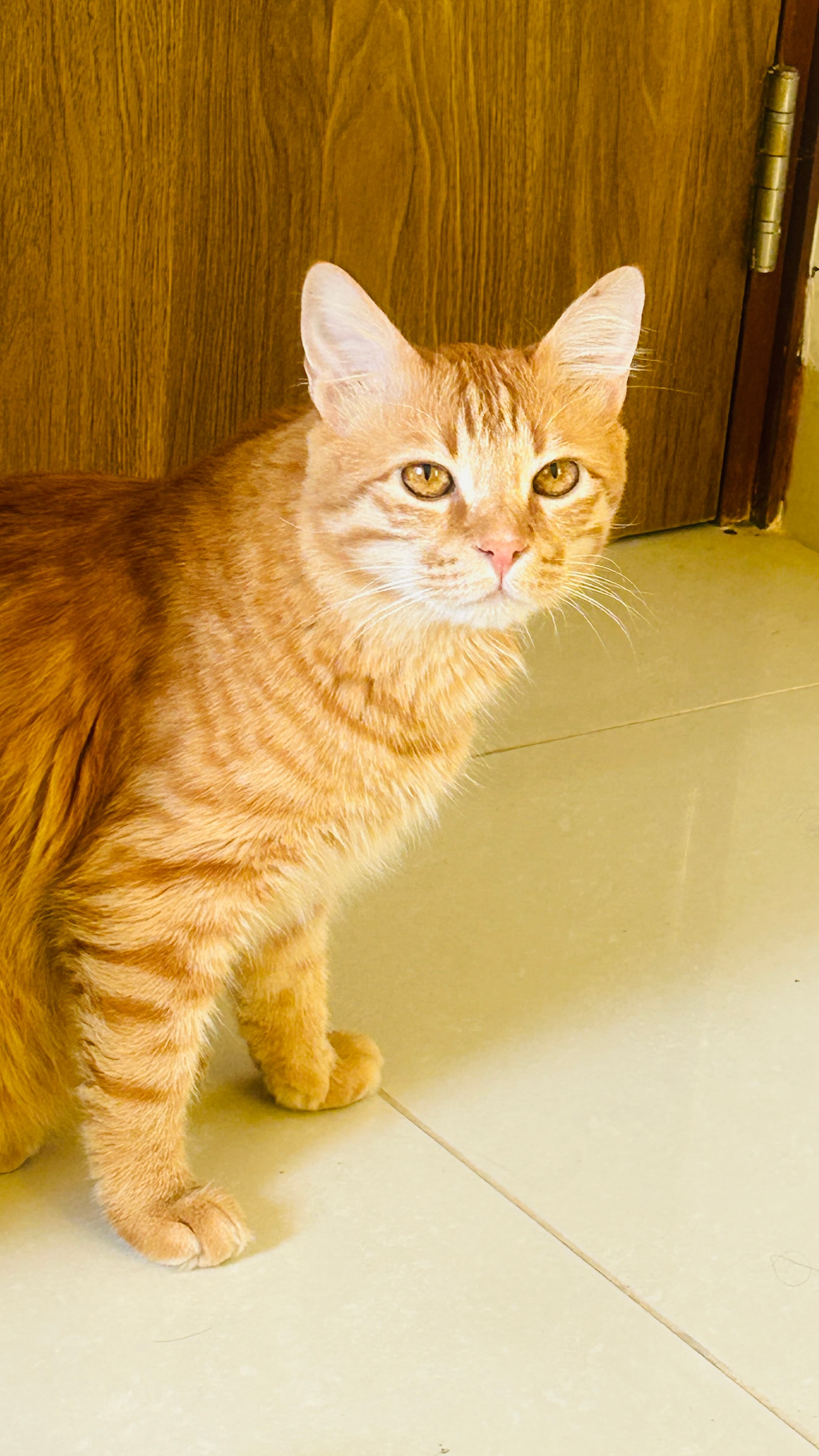 Star Pups Pet Boarding - Verified pet boarding provider