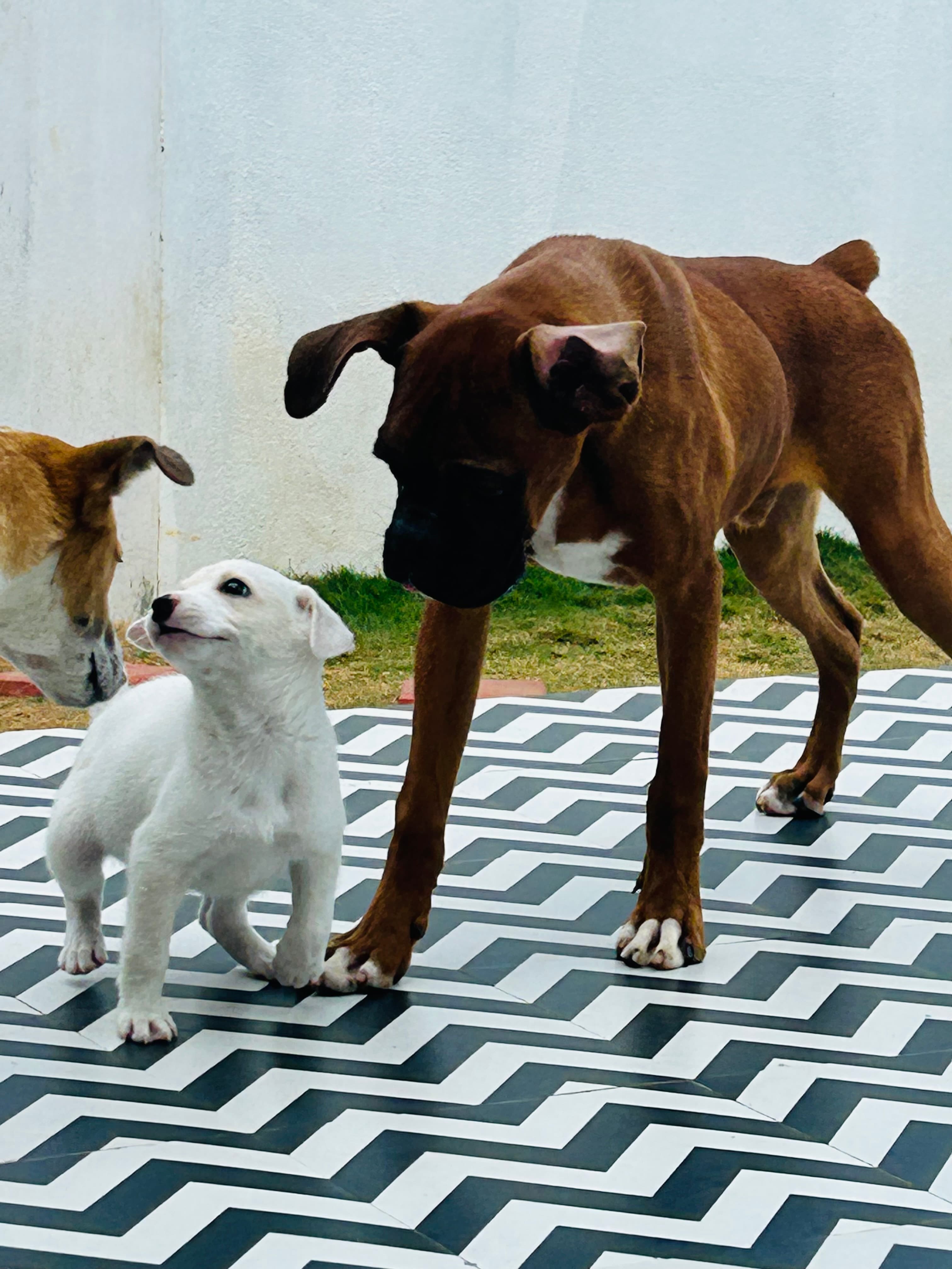 pet_boarder at Star Pups Pet Boarding, Bengaluru
