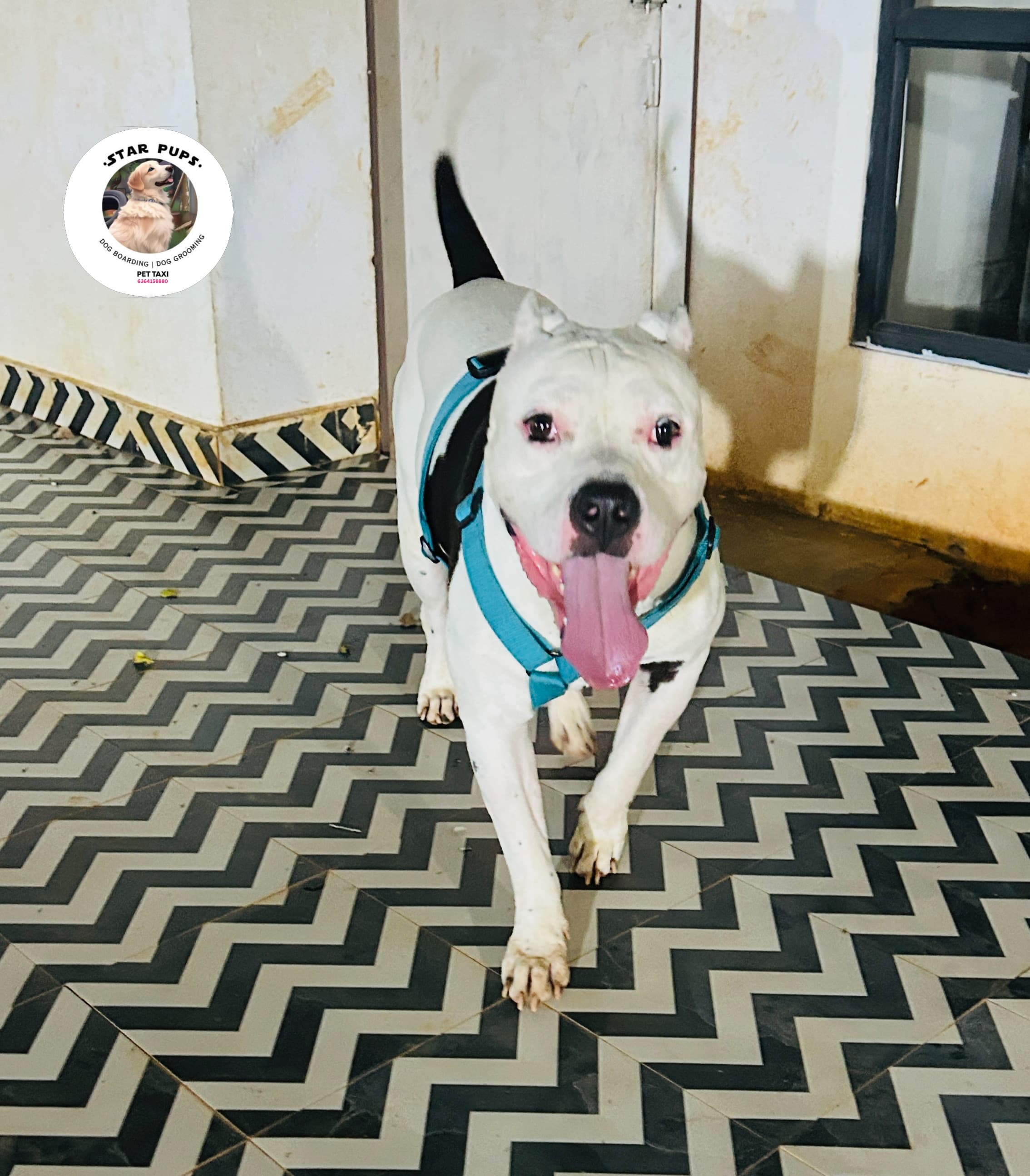 pet_boarder at Star Pups Pet Boarding, Bengaluru