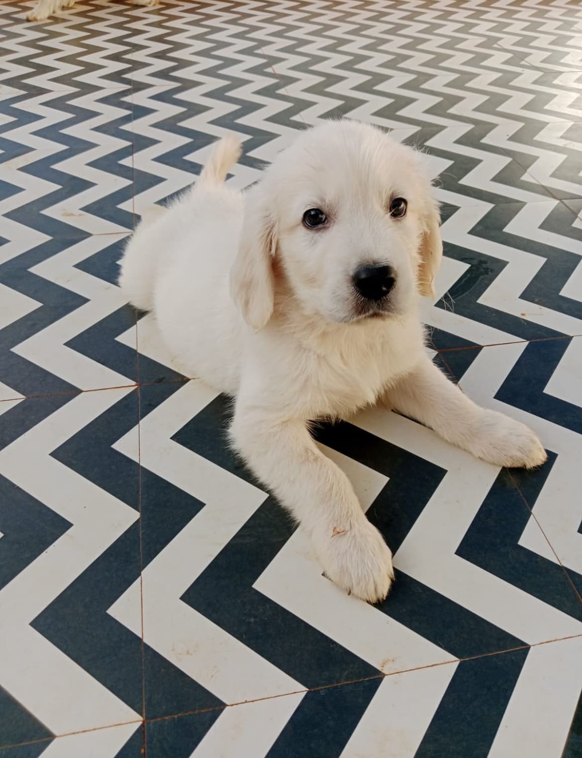 pet_boarder at Star Pups Pet Boarding, Bengaluru