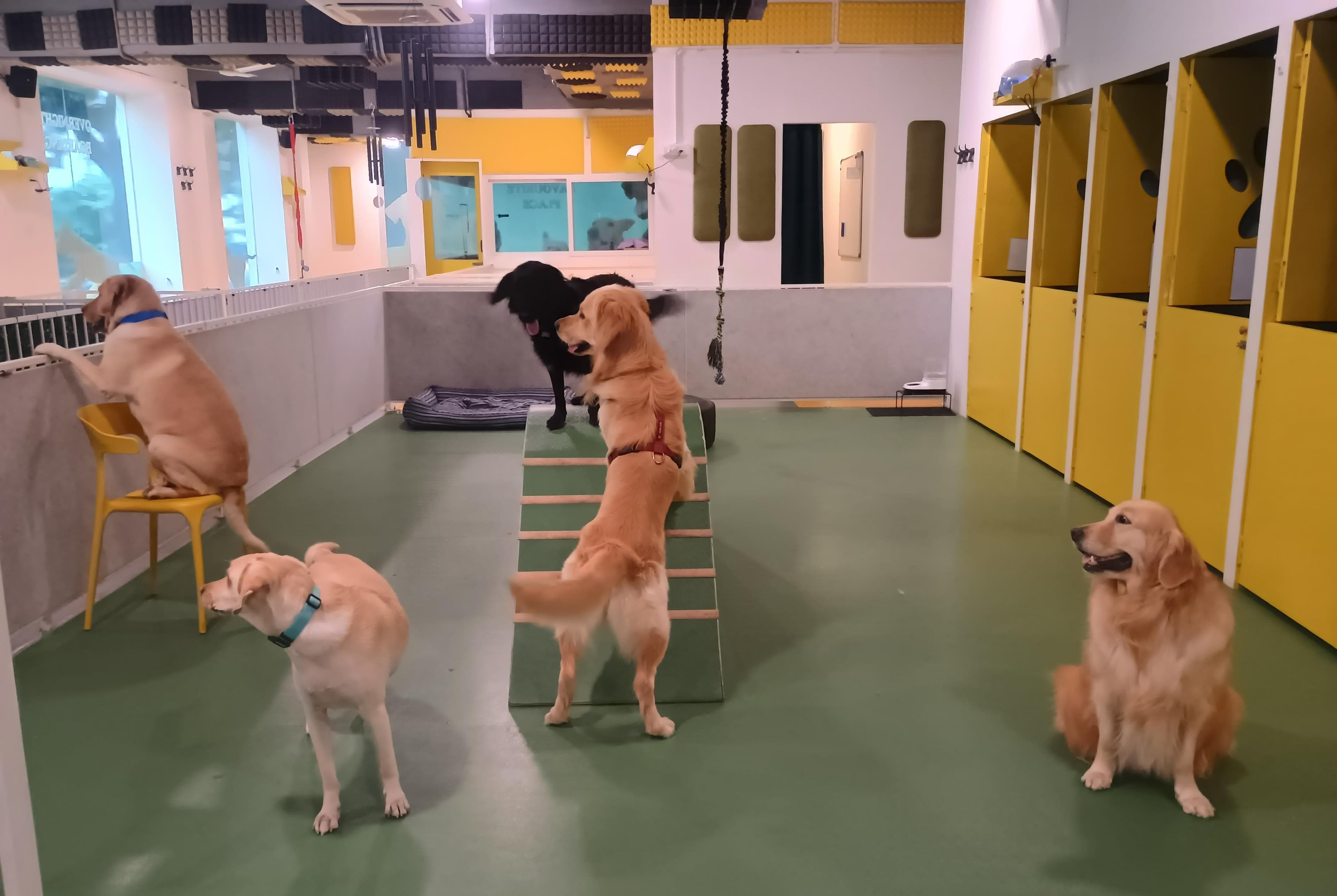 pet_boarder at Wolf Chase & Hound Pet Care Pvt Ltd, Bengaluru