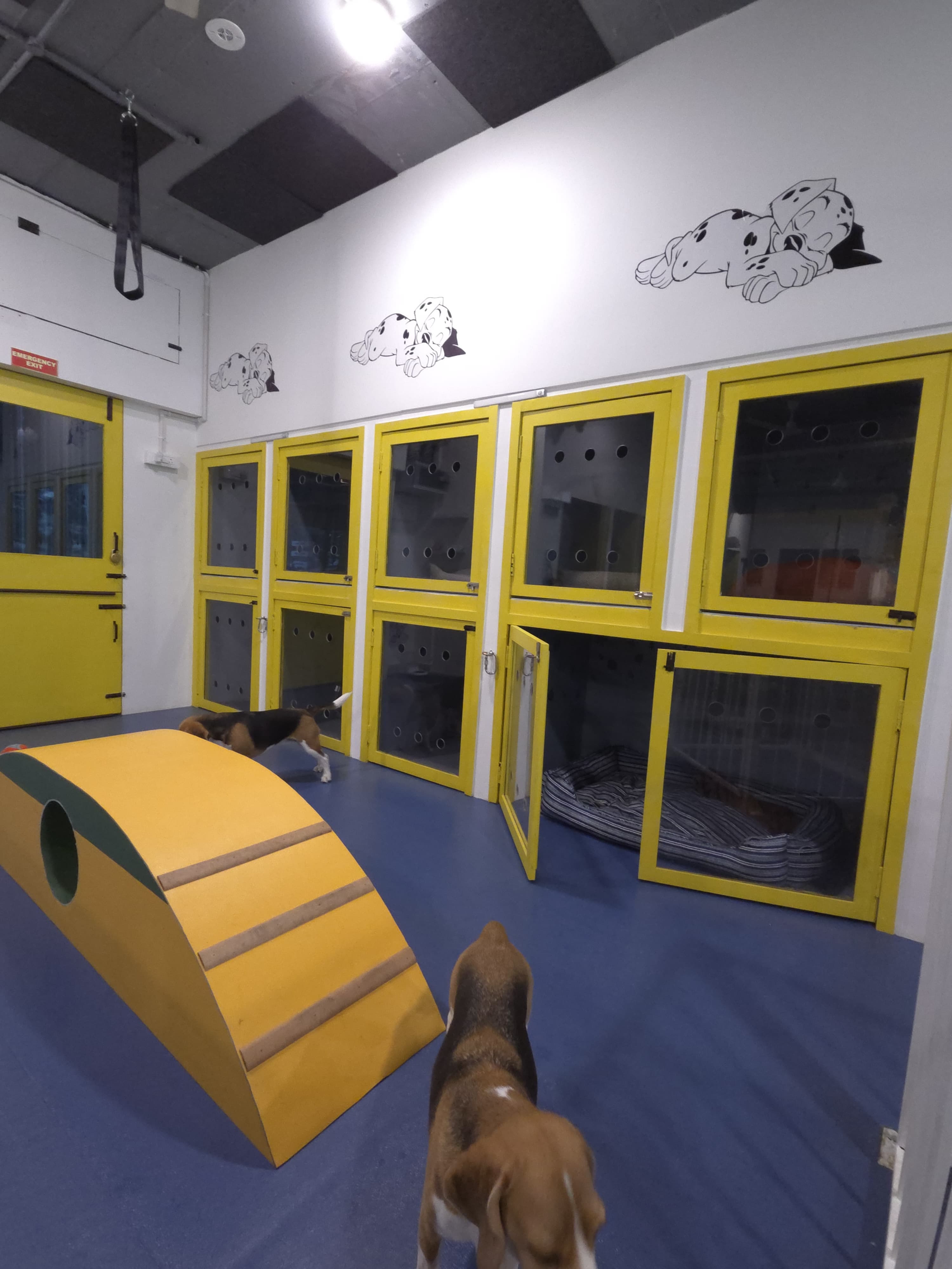 Wolf Chase & Hound Pet Care Pvt Ltd