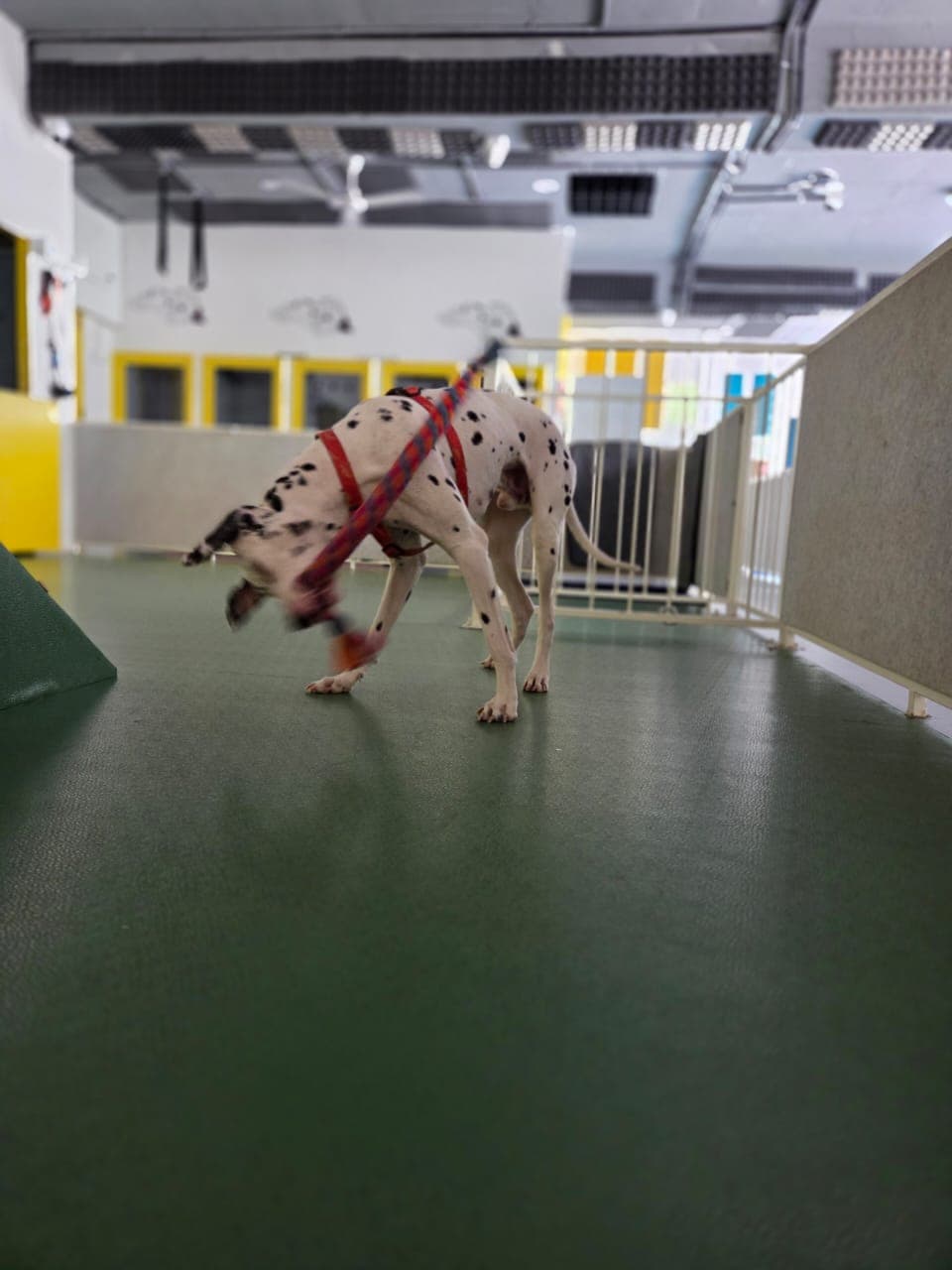 pet_boarder at Wolf Chase & Hound Pet Care Pvt Ltd, Bengaluru