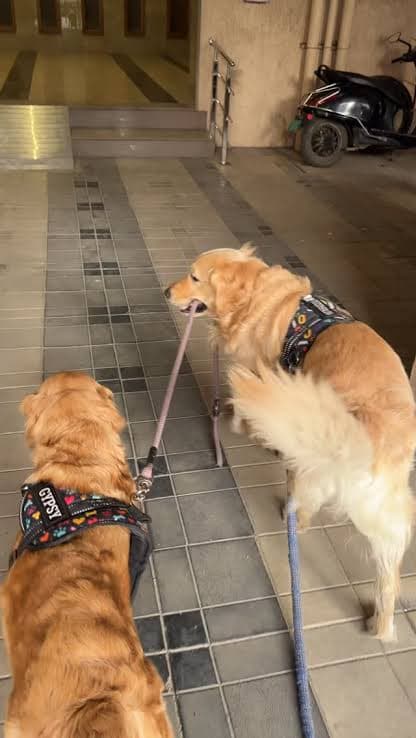 dog_walker photo 5 at Sk Pet Care, Pune