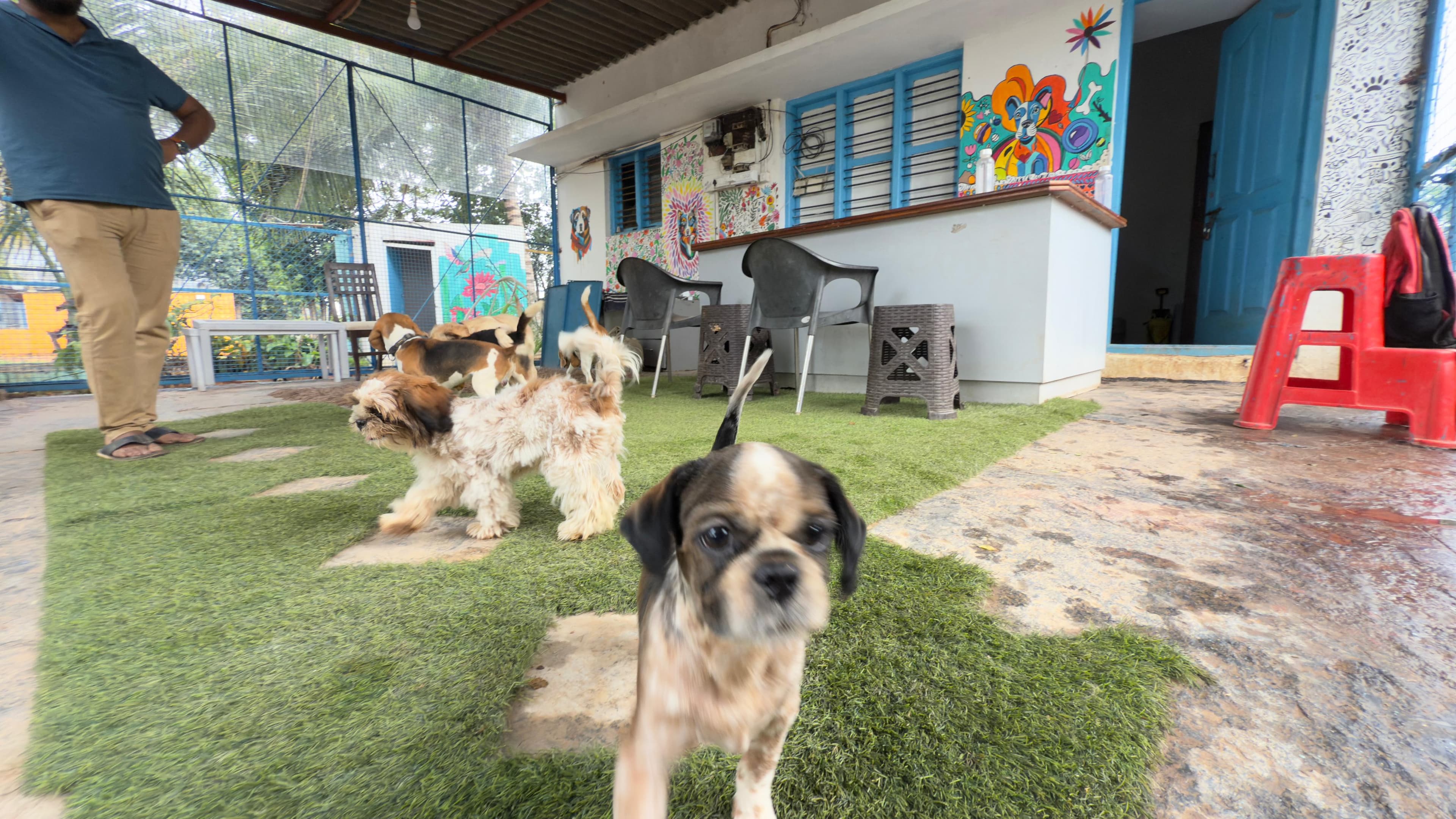 pet_boarder at Wags and Wonders Pet Boarding, Bengaluru