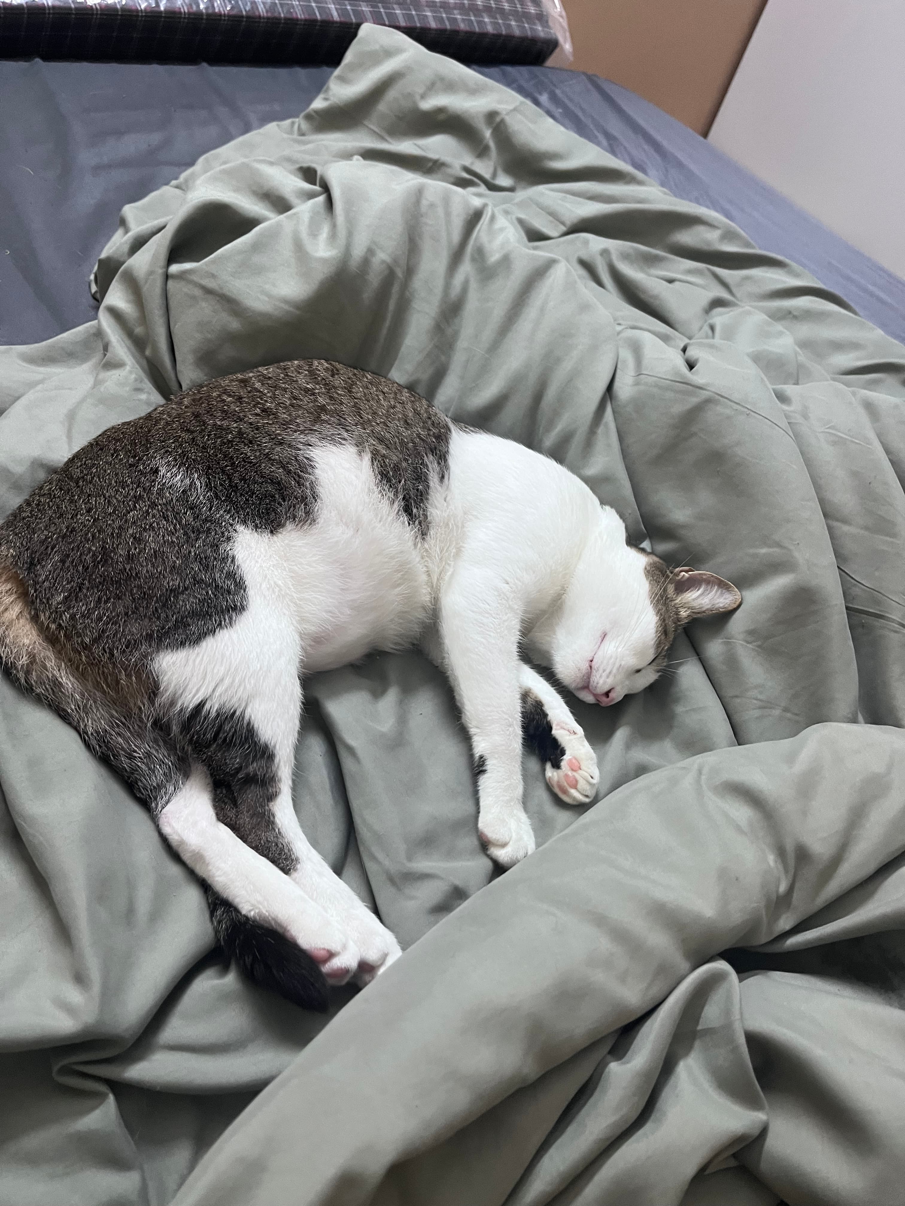 pet_boarder at Paws Haven, Bengaluru