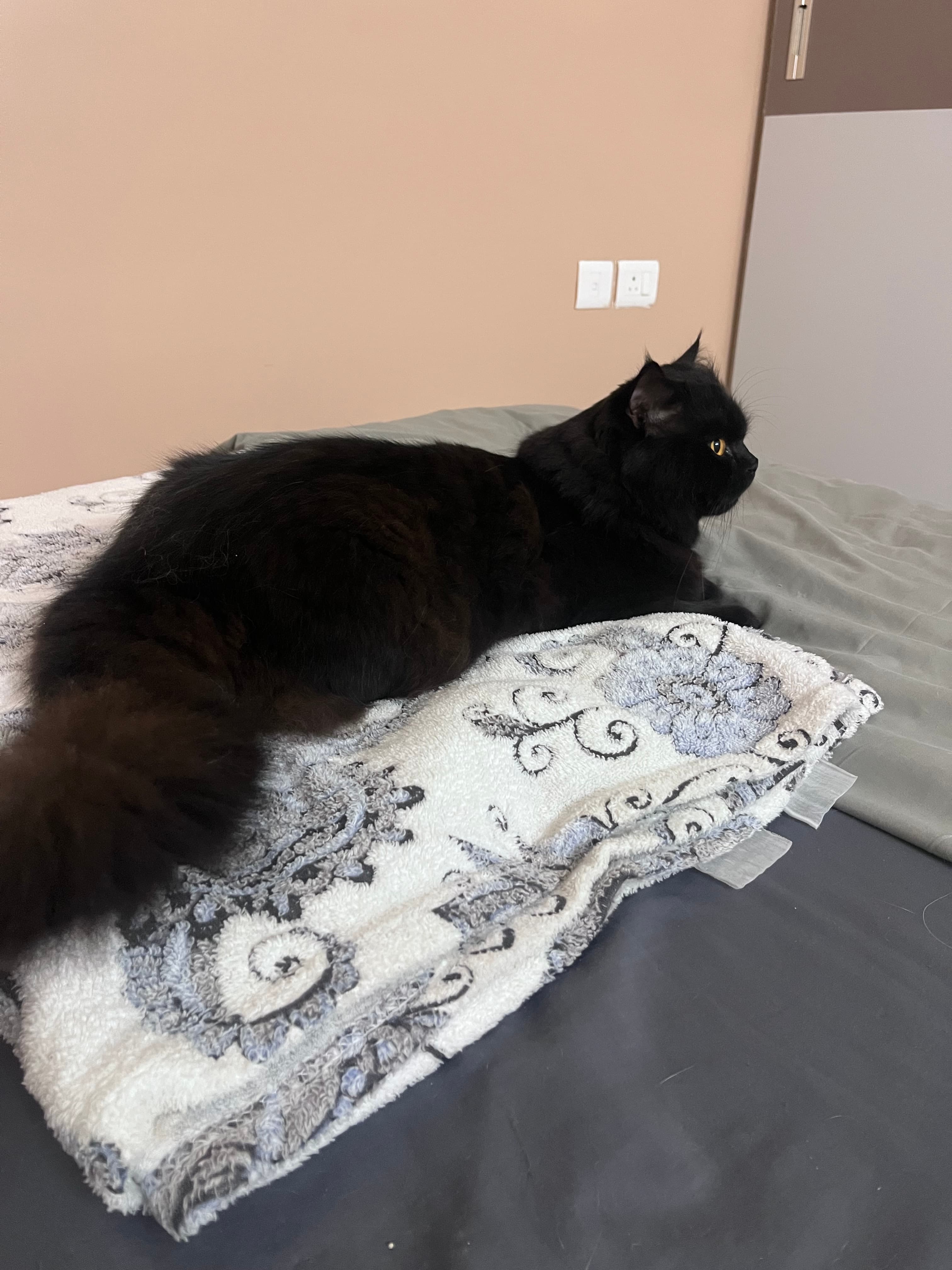 pet_boarder at Paws Haven, Bengaluru