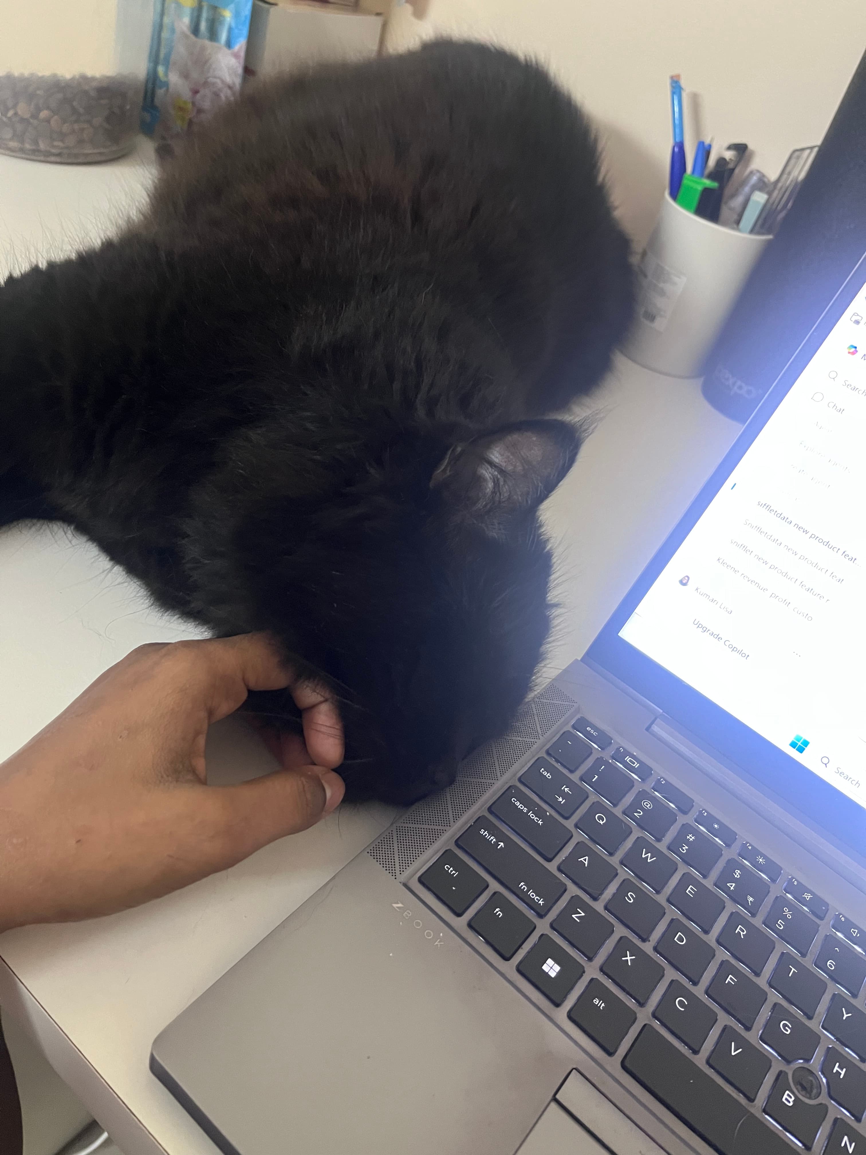 pet_boarder at Paws Haven, Bengaluru