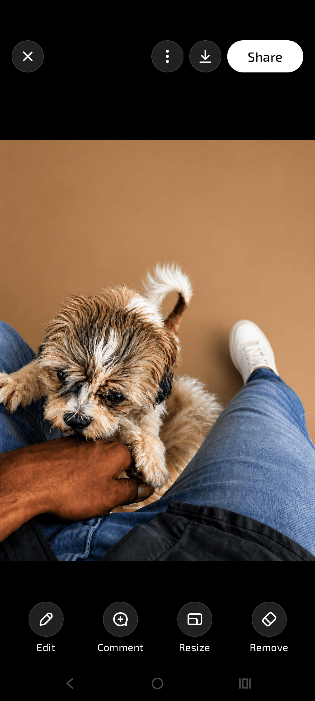 Nivi pet grooming service - Verified pet service provider in Chennai