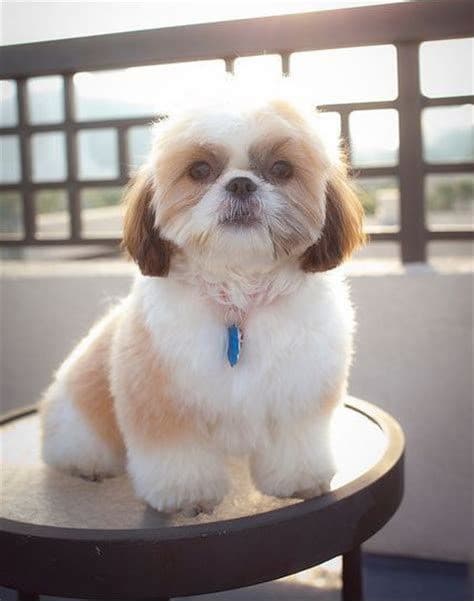 pet_groomer photo 2 at Nivi Pet Grooming Service, Chennai
