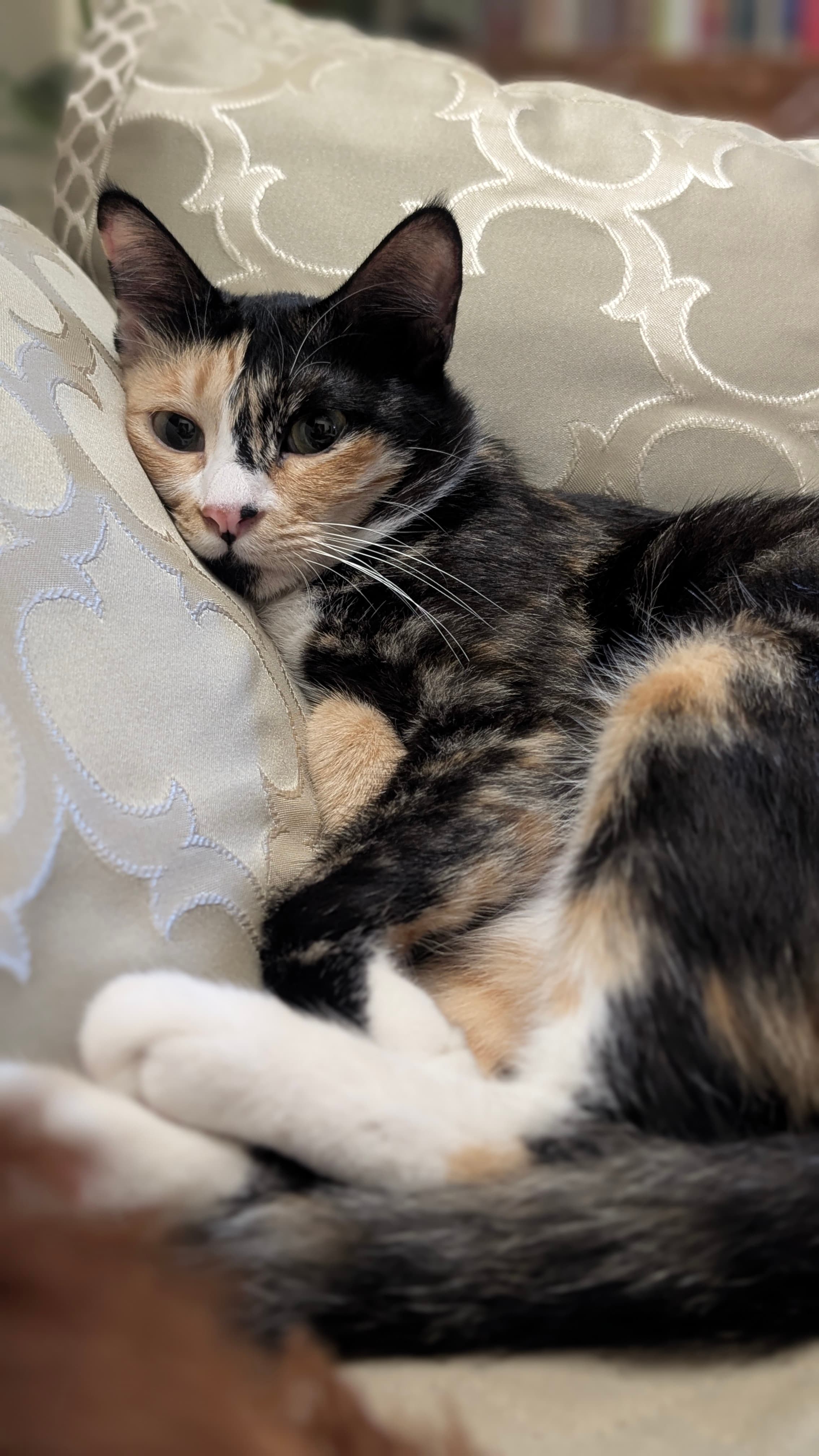pet_sitter photo 6 at Nezuko's Cat Sitting Services, Bengaluru