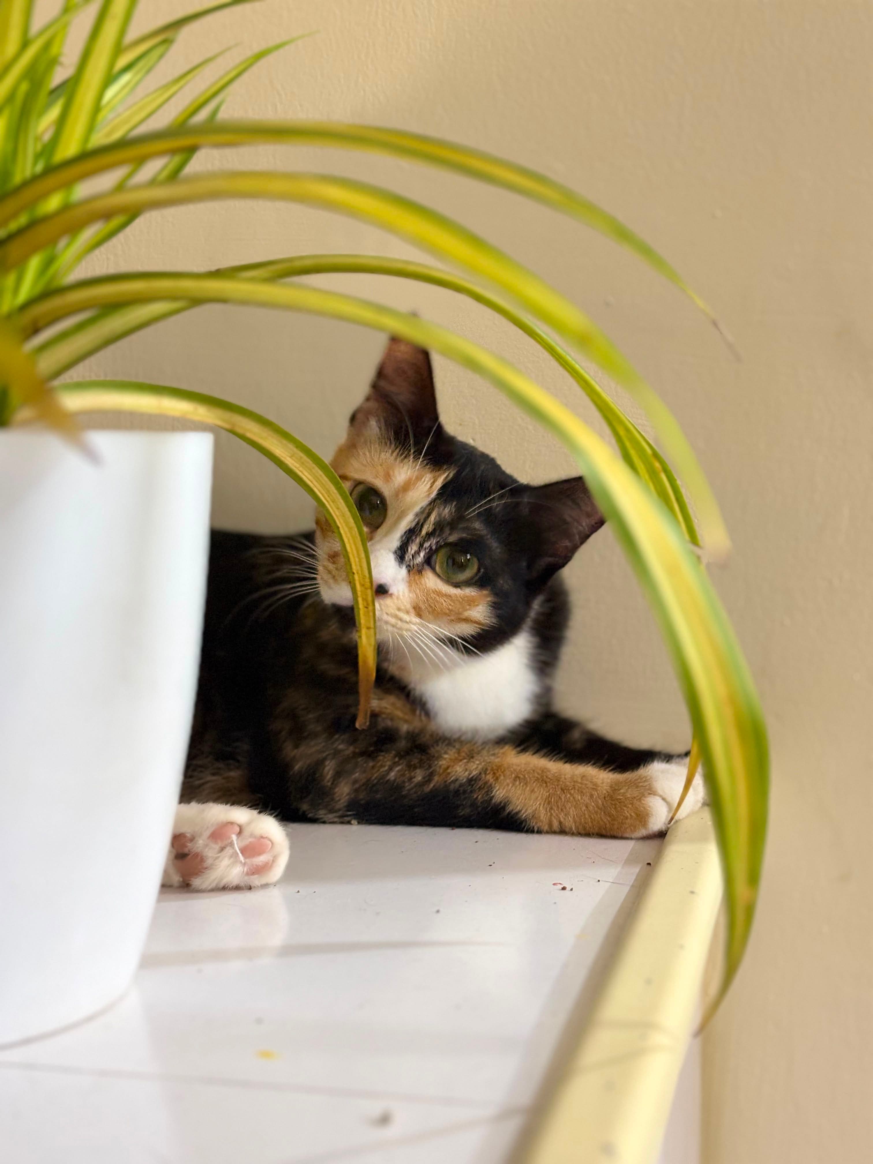 pet_sitter photo 5 at Nezuko's Cat Sitting Services, Bengaluru