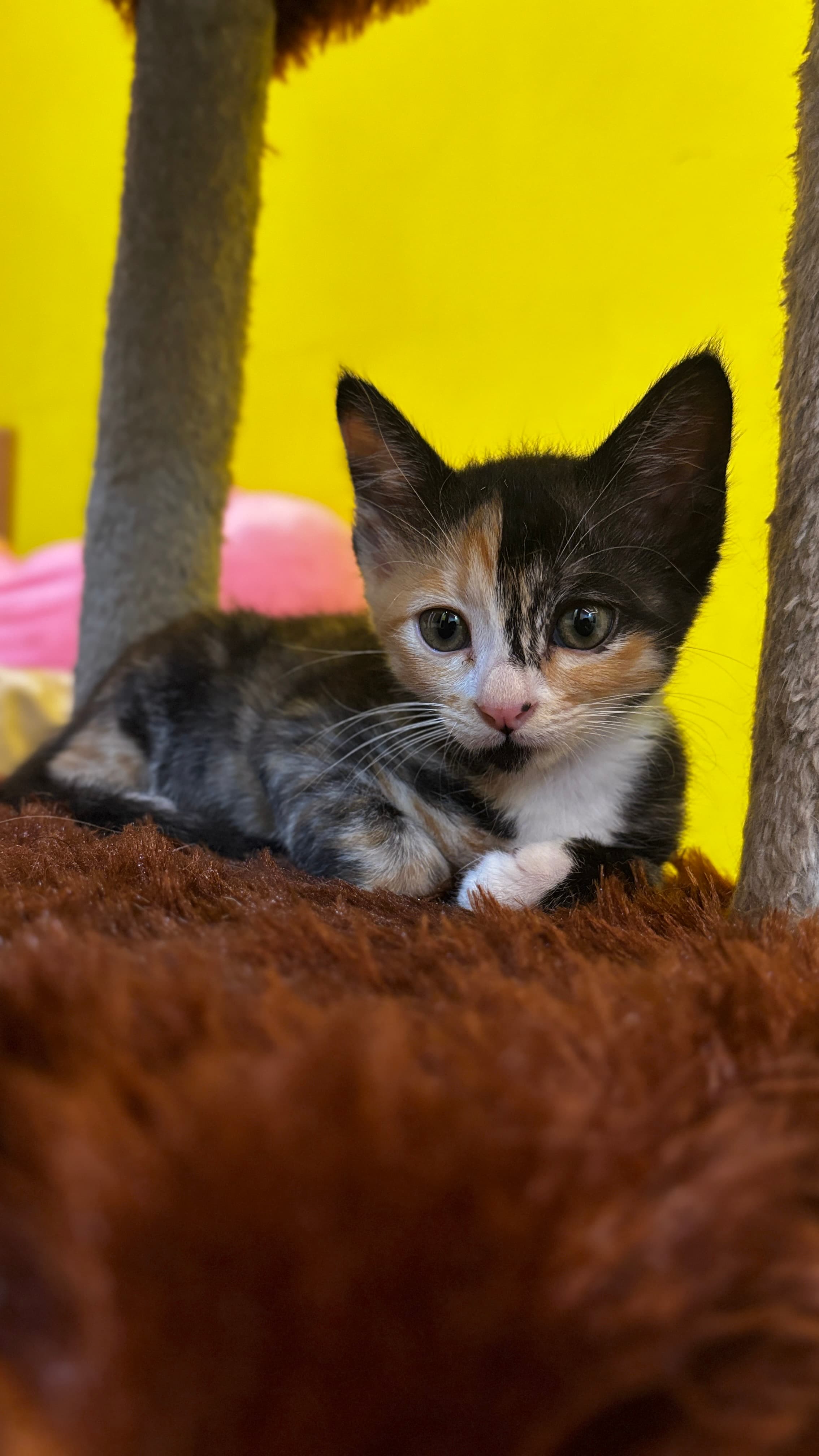 Nezuko's Cat Sitting Services - Verified pet service provider in Bengaluru