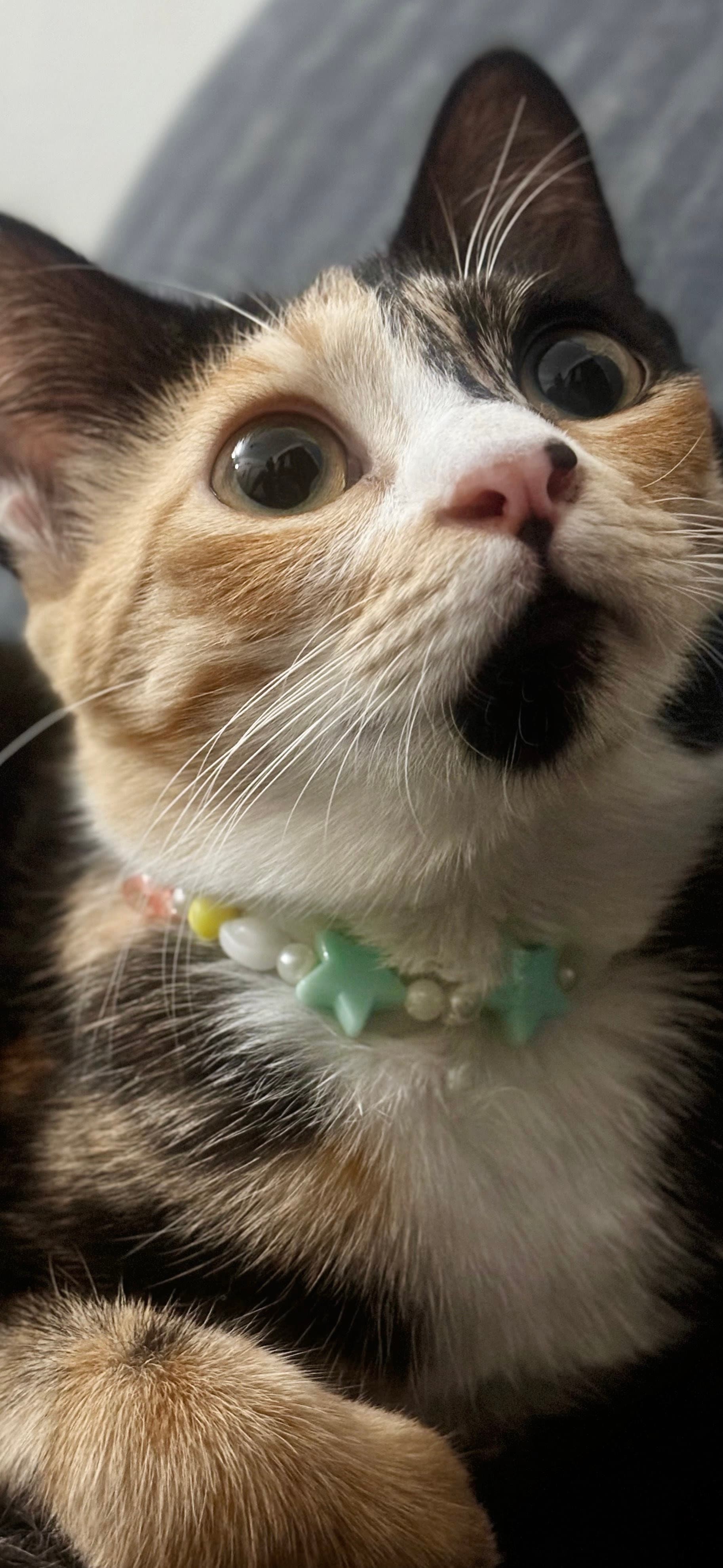 pet_sitter photo 4 at Nezuko's Cat Sitting Services, Bengaluru