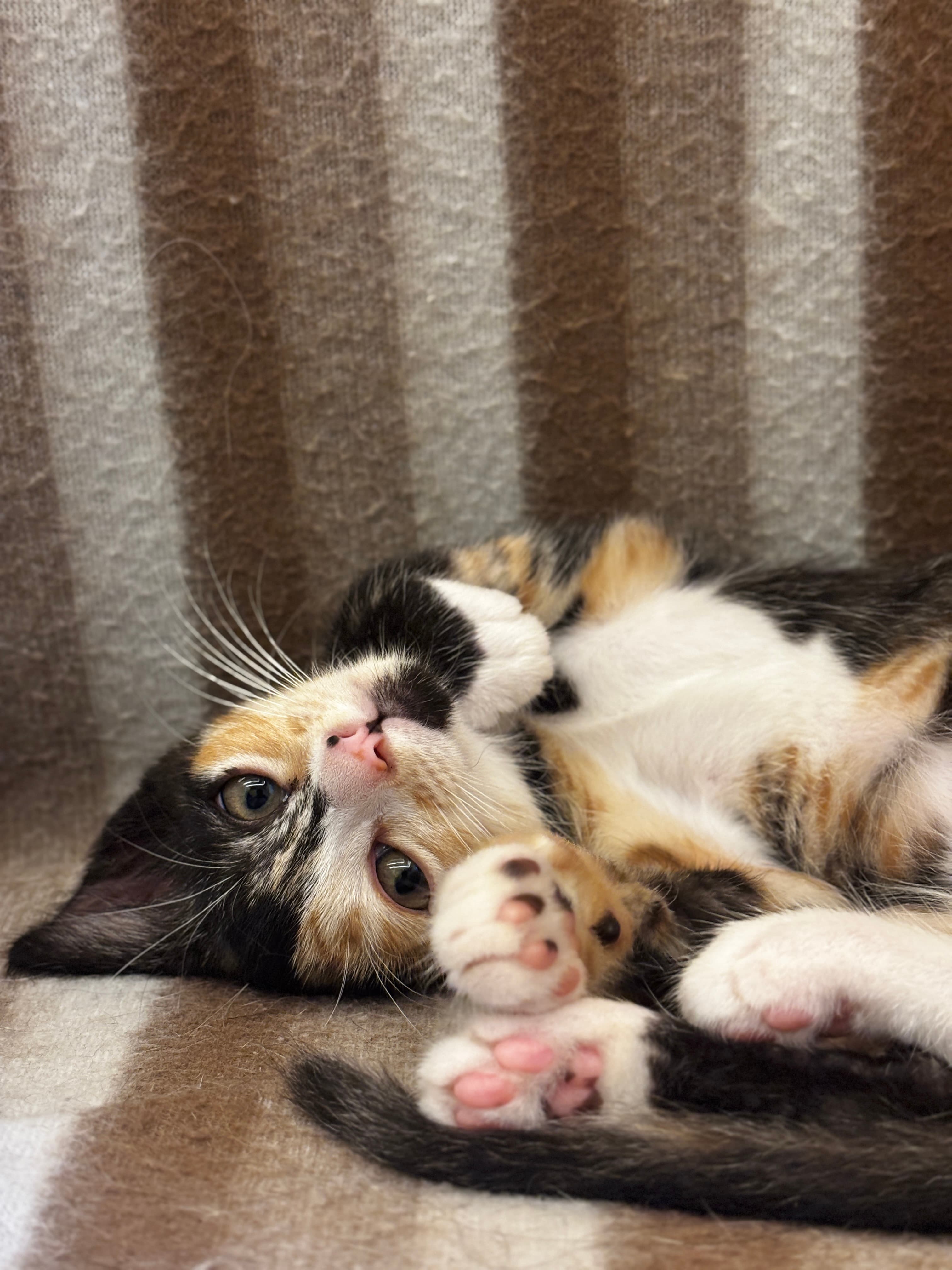 pet_sitter photo 3 at Nezuko's Cat Sitting Services, Bengaluru