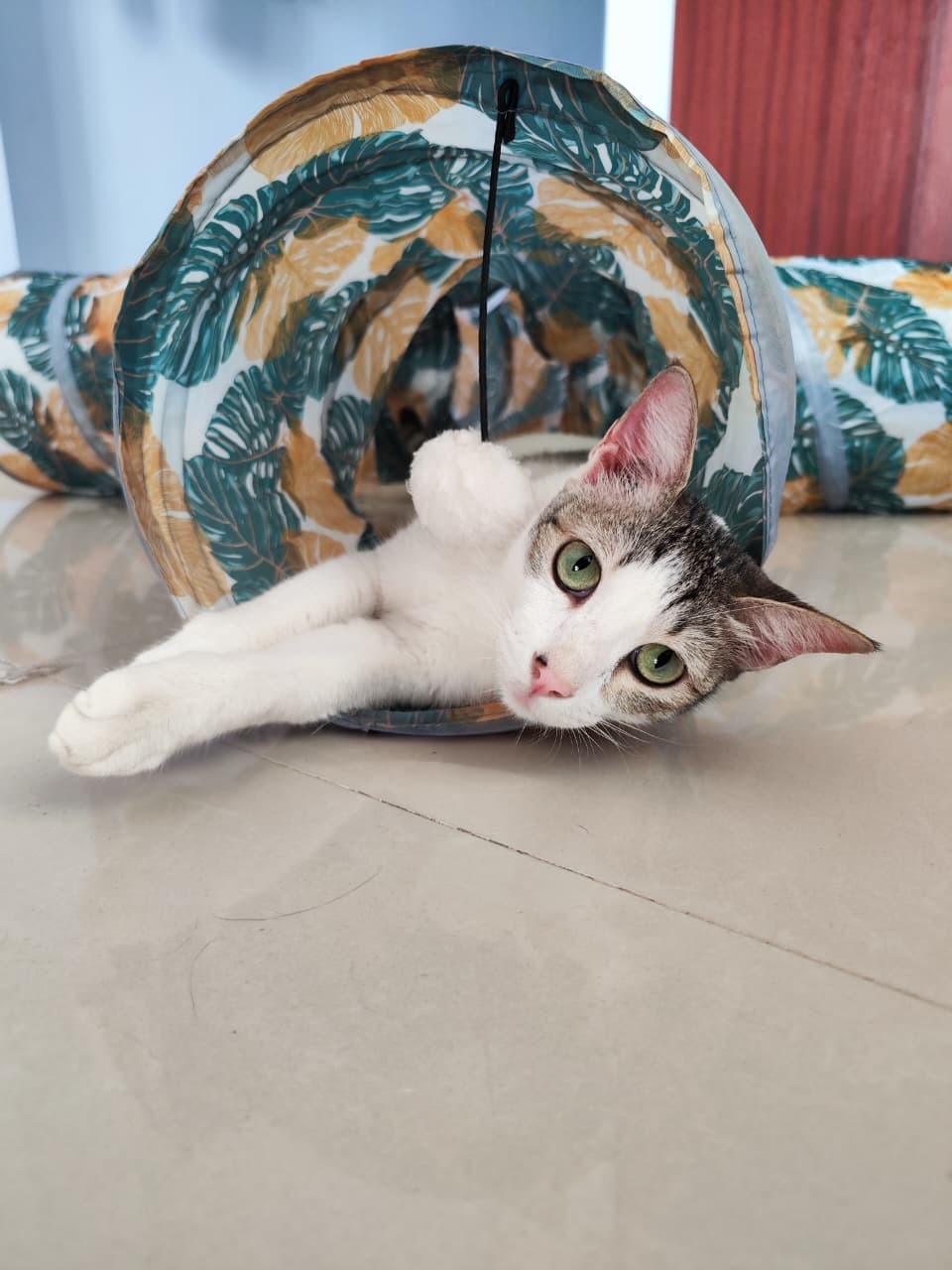 pet_boarder at Pooja's Cozy Cattery, Bengaluru