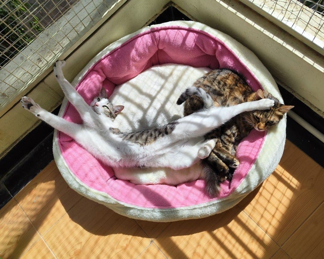 pet_boarder at Pooja's Cozy Cattery, Bengaluru