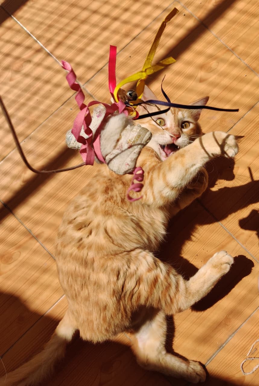 pet_boarder at Pooja's Cozy Cattery, Bengaluru