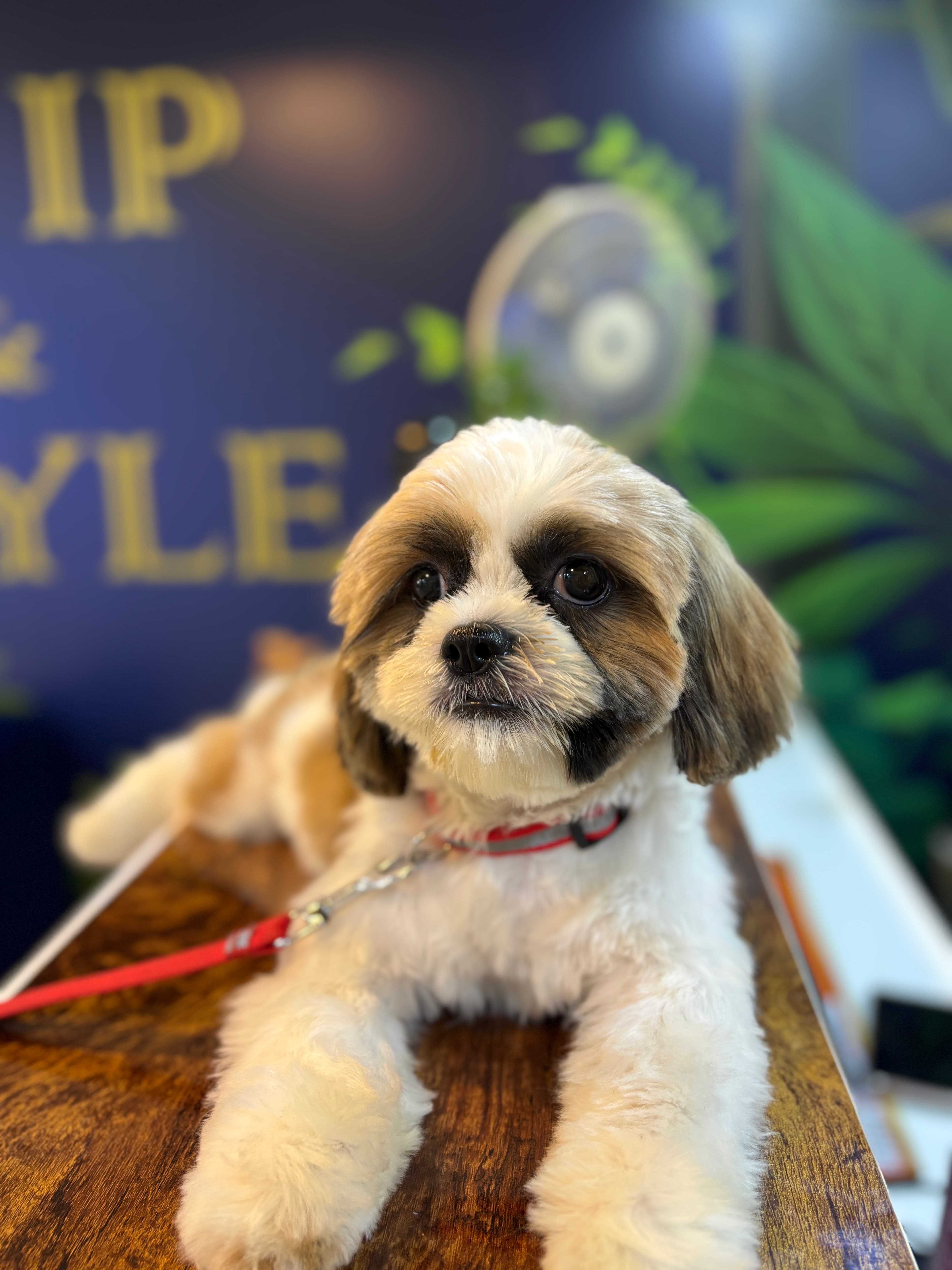 pet_groomer at Snip & Stlye, Bengaluru