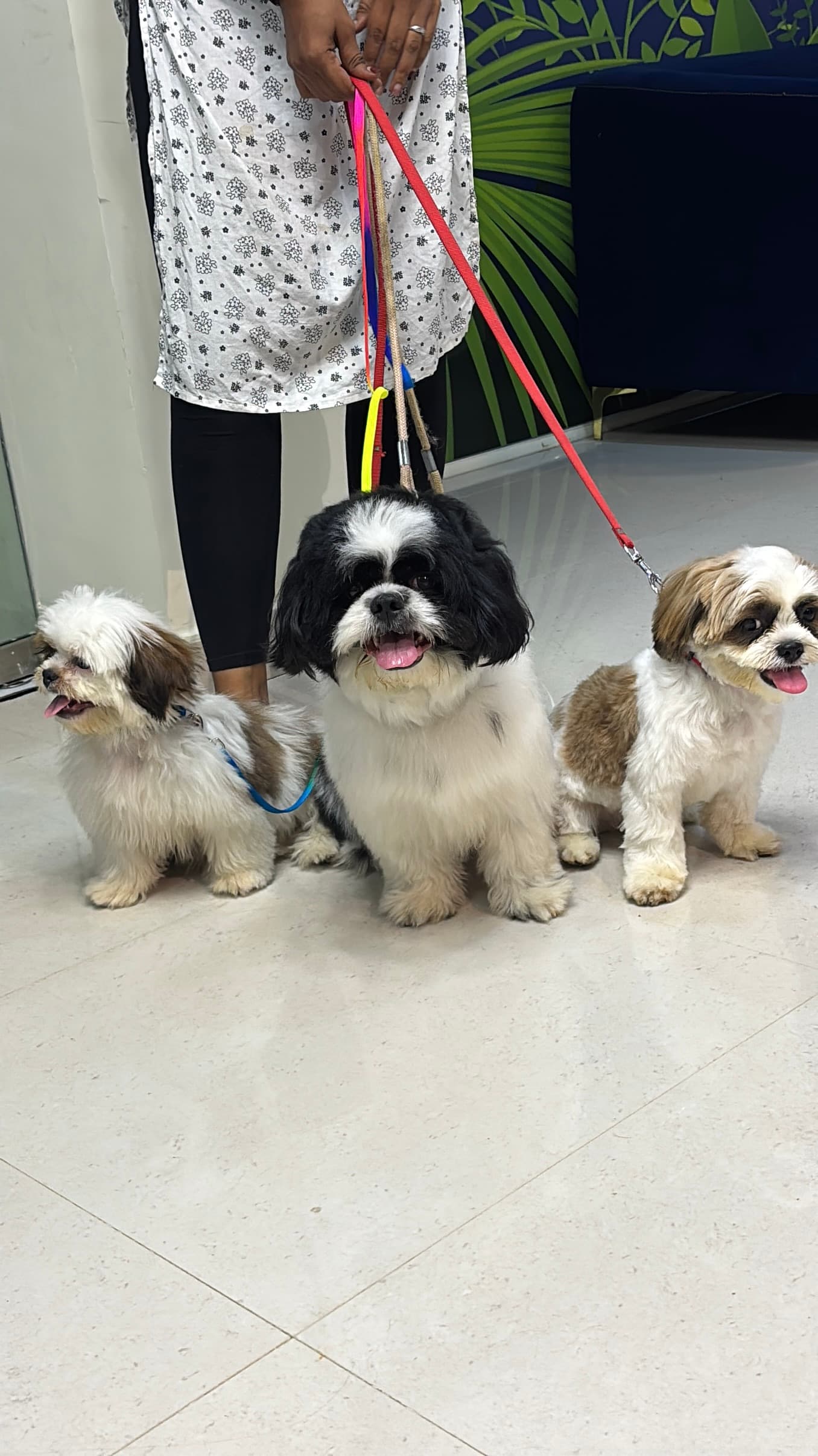 pet_groomer at Snip & Stlye, Bengaluru