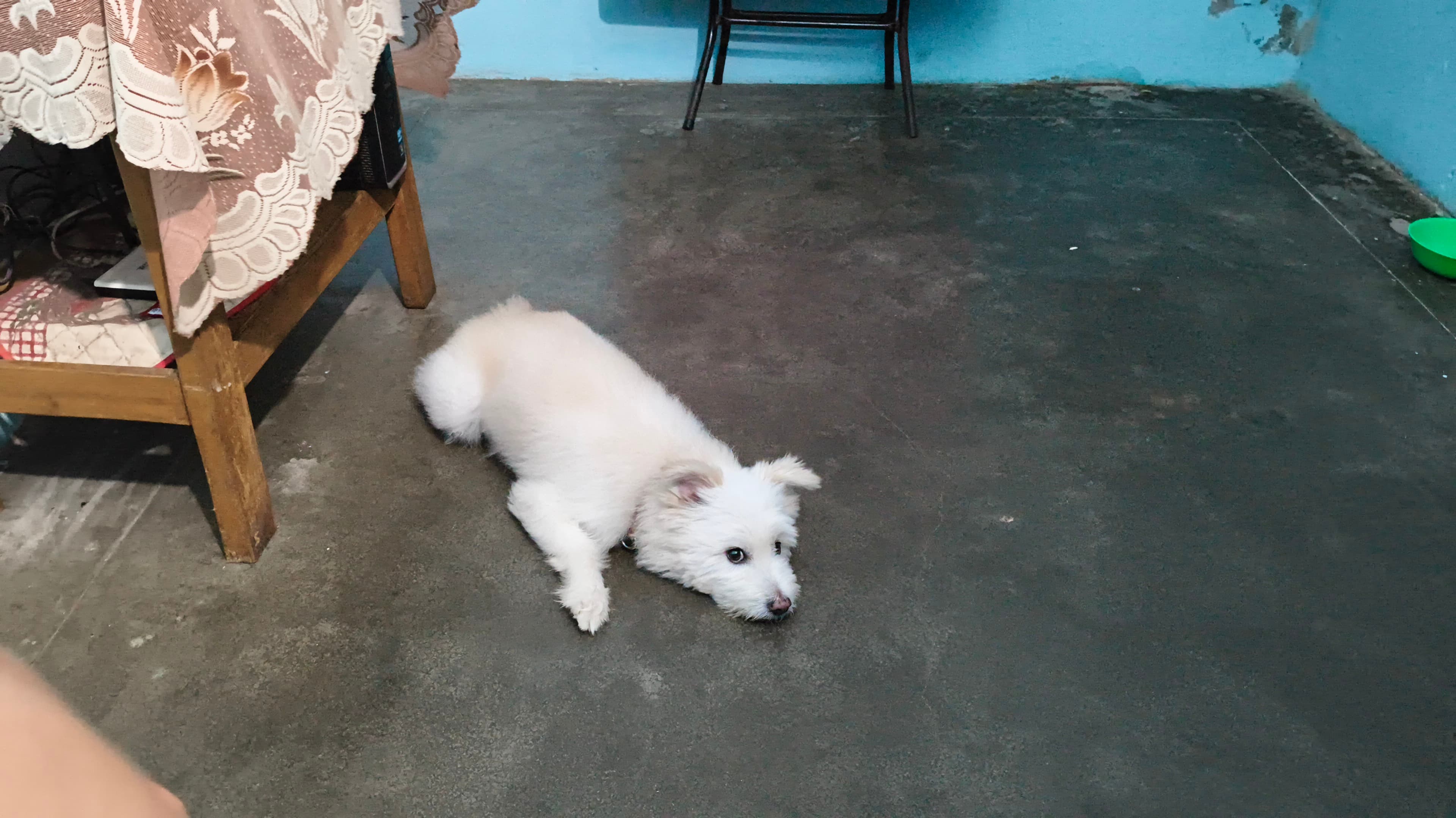 irene - Verified pet service provider in Chennai