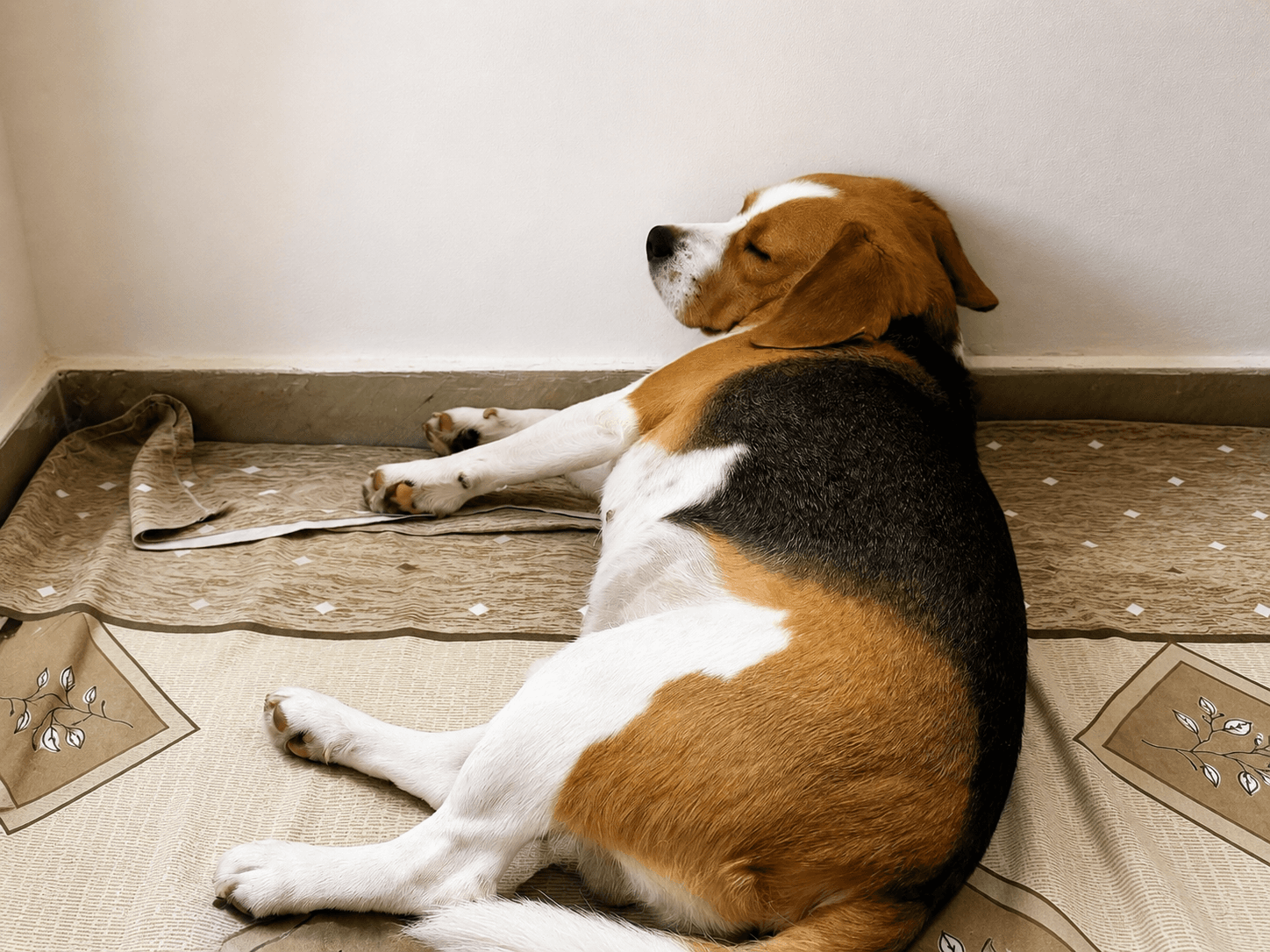 Paws With Mrinal - Verified pet service provider in Delhi/NCR